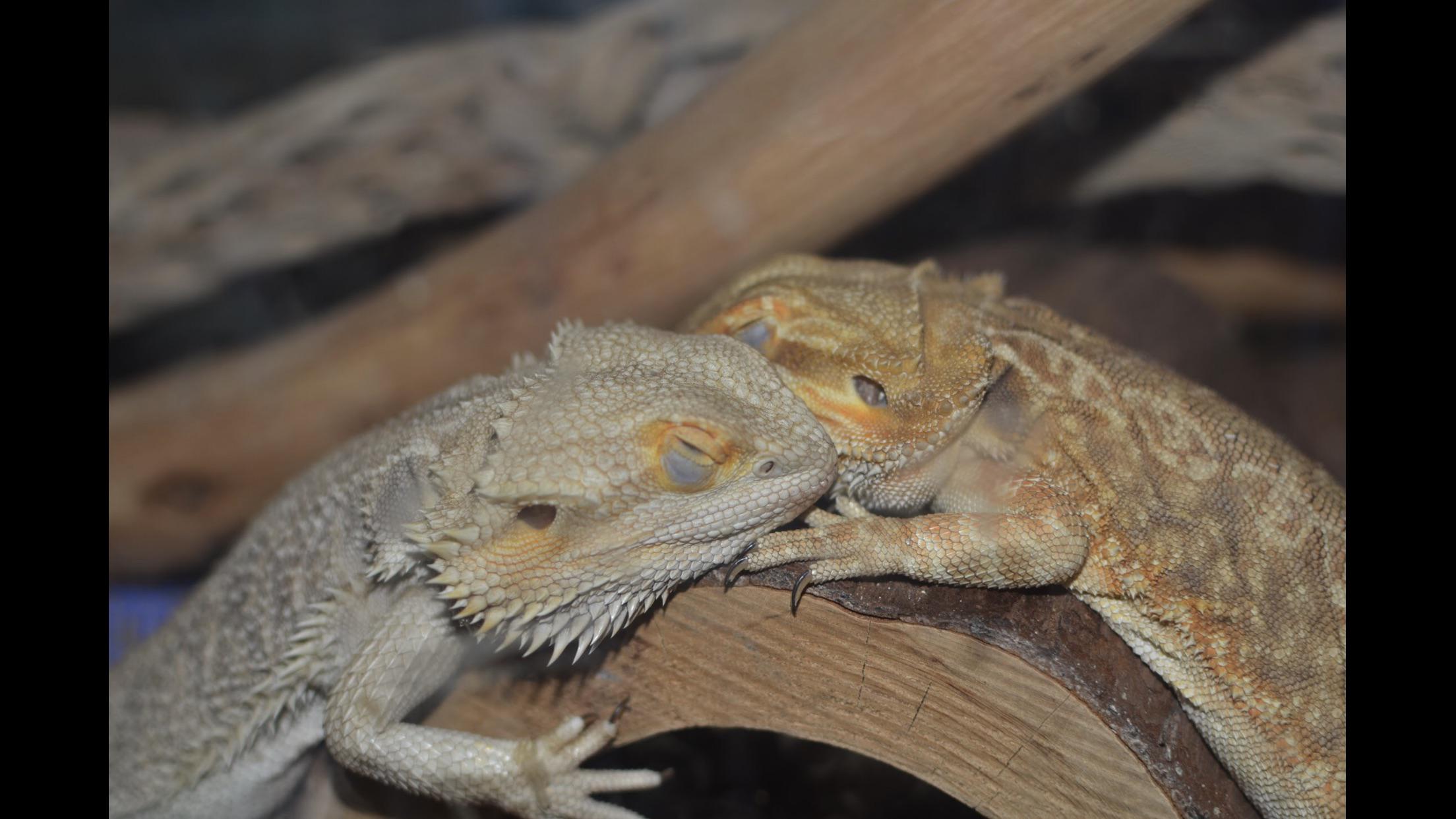 My citrus and leather back beardie r/BeardedDragons