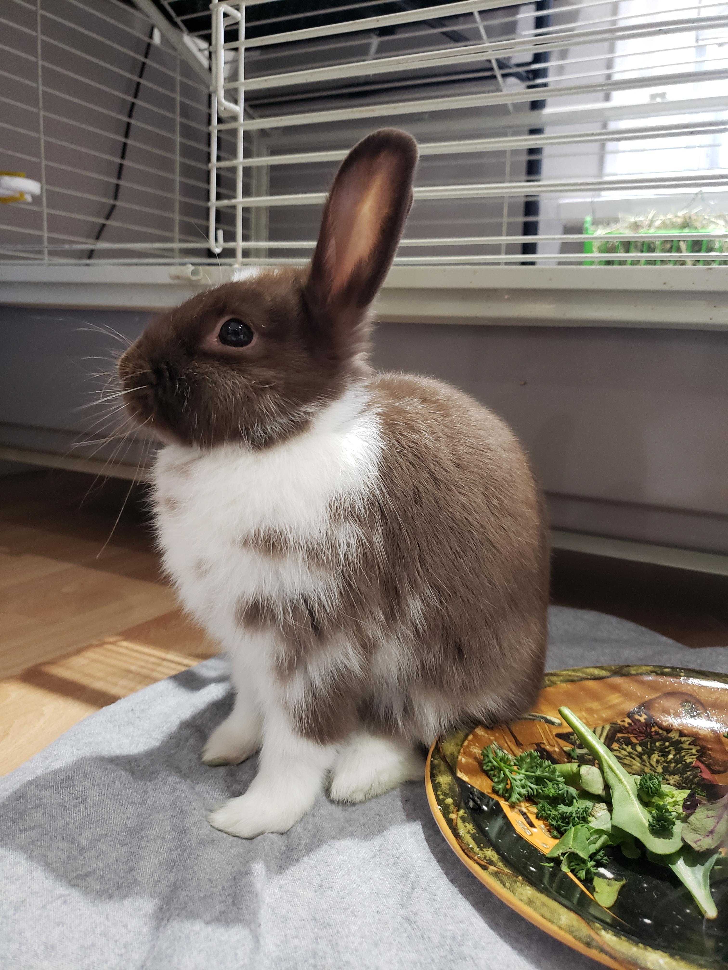 Meet Coco r/Bunnies