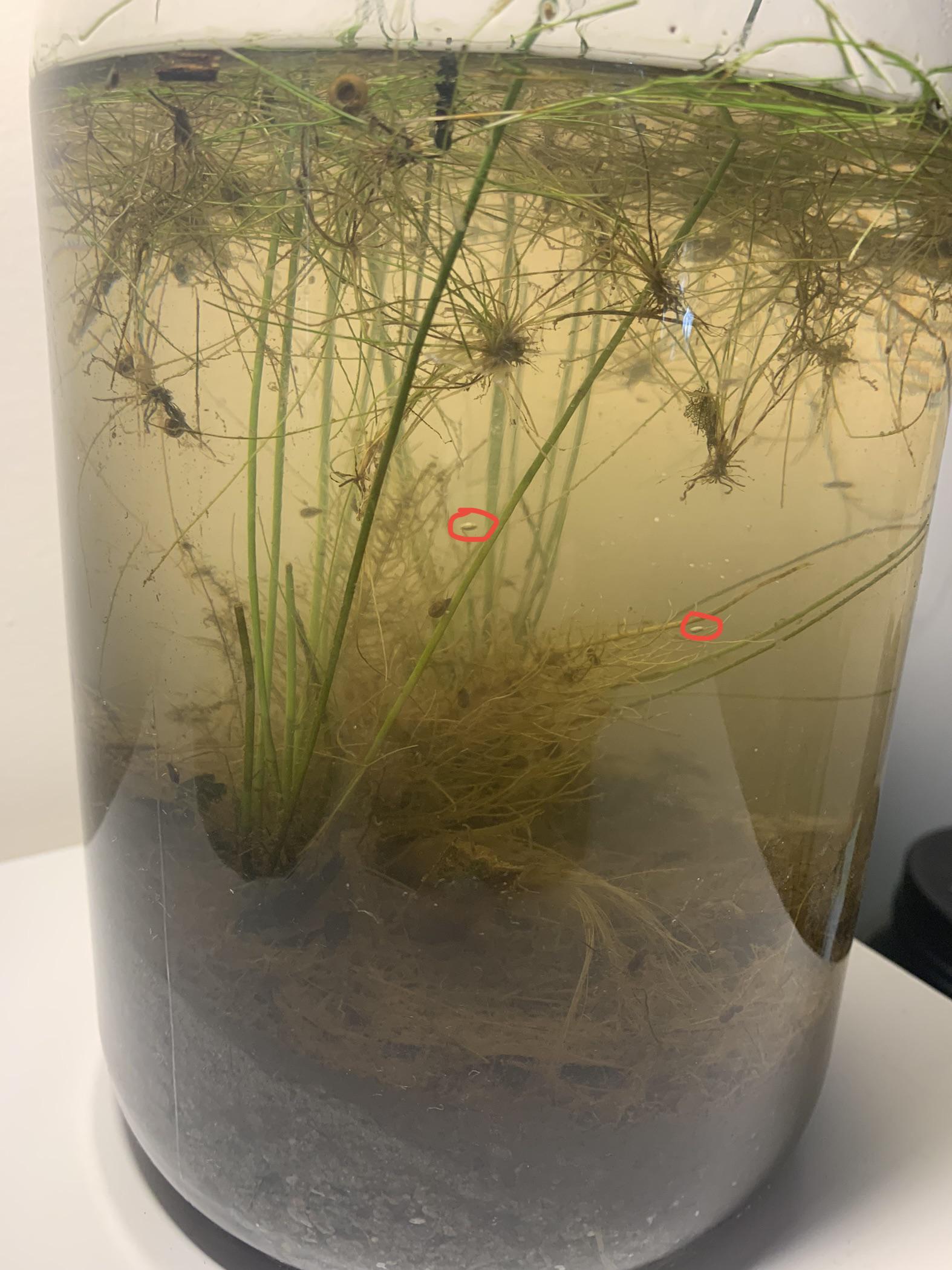 Does anyone know what these totally clear organisms on the glass are? I