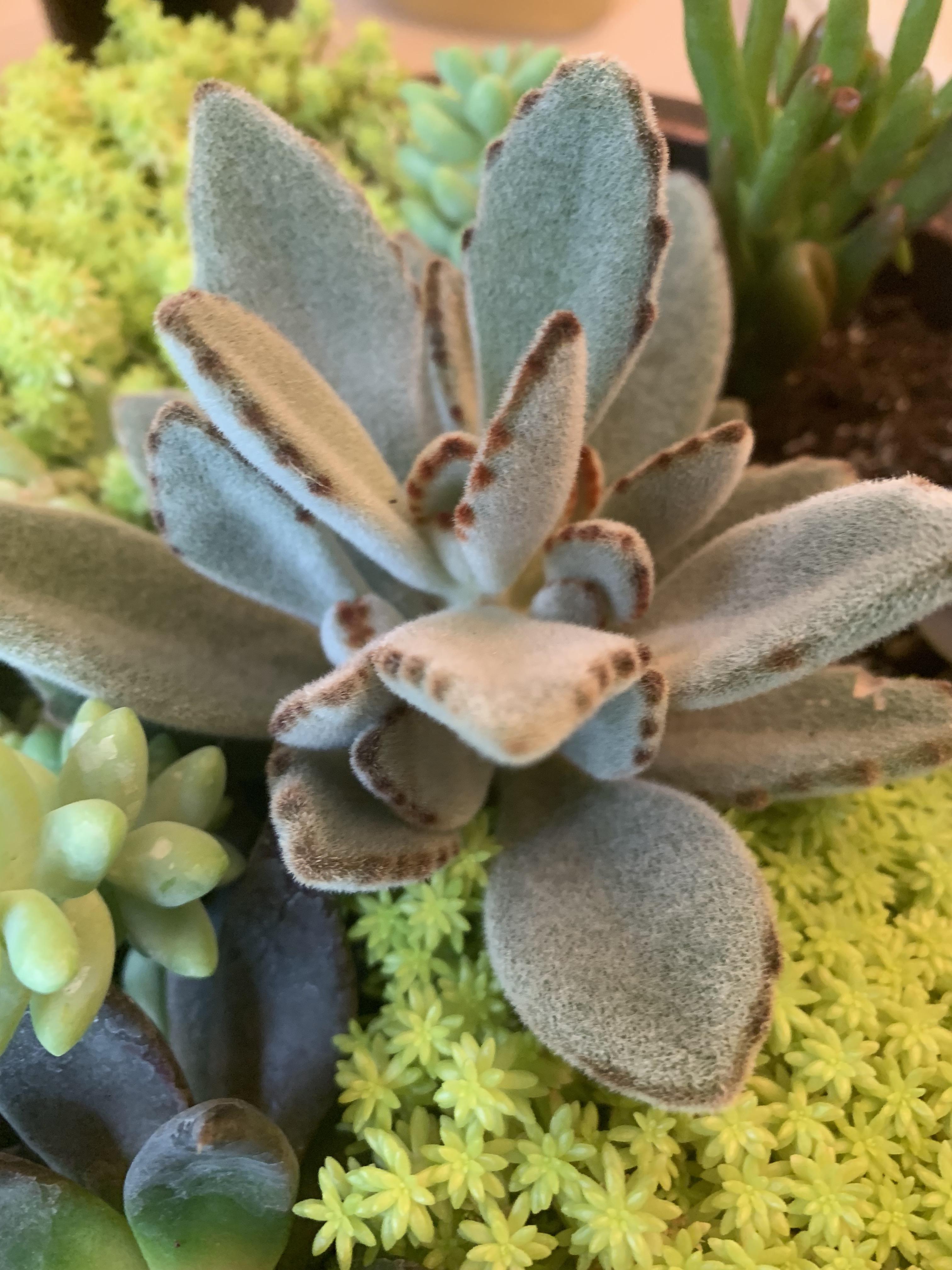 What is causing these brown edges on a brand new succulent? r/plantclinic