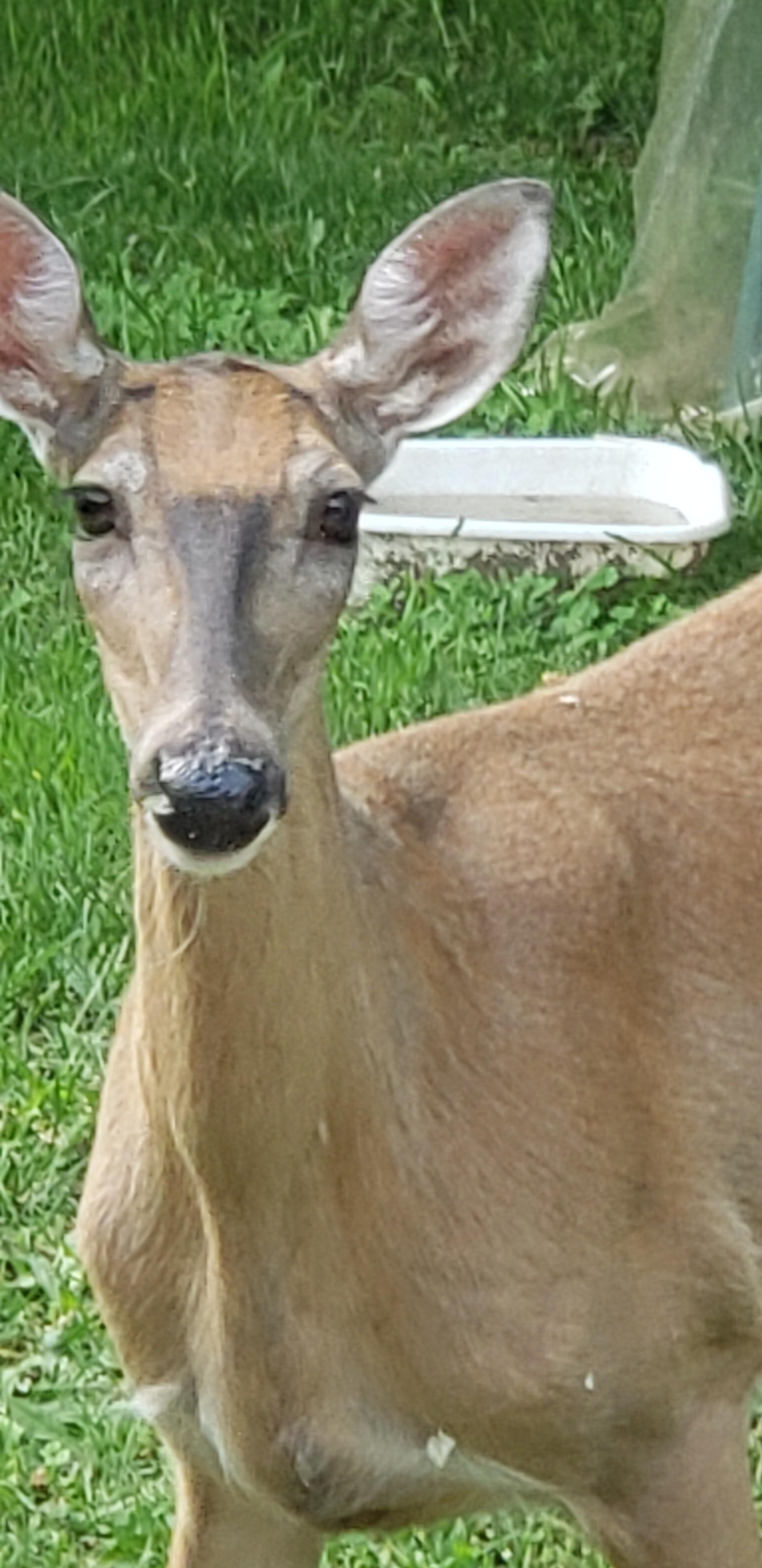 cool markings r/Animal