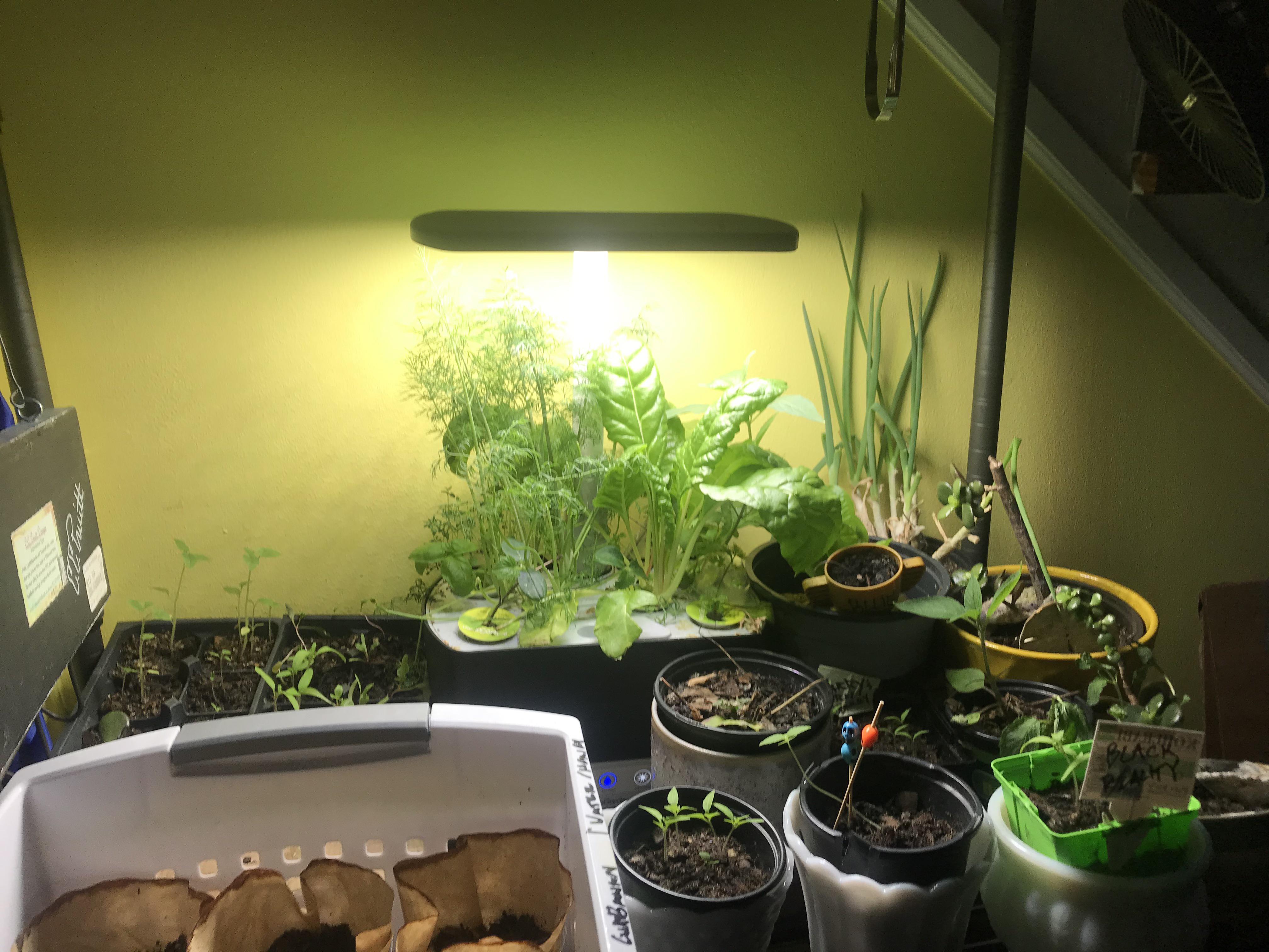The Germination Station. Mostly heirlooms from Baker Creek and Seed