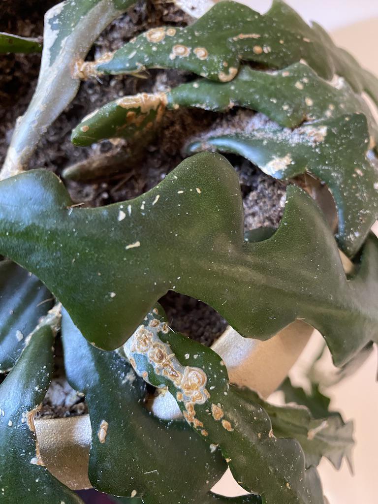 I can’t figure out if I’m over or under watering this guy. Apparently