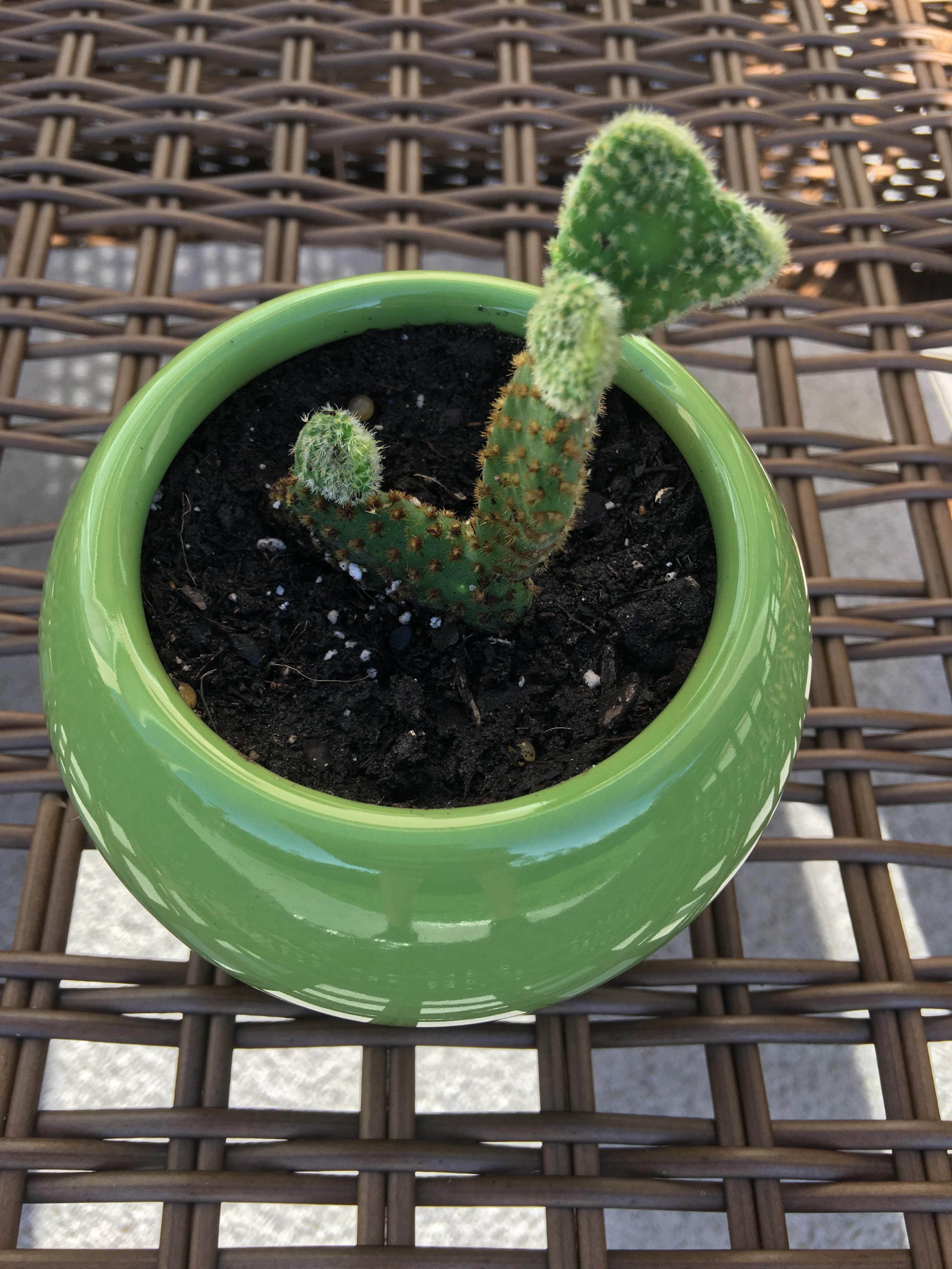 This little cacti looks like fido succulents