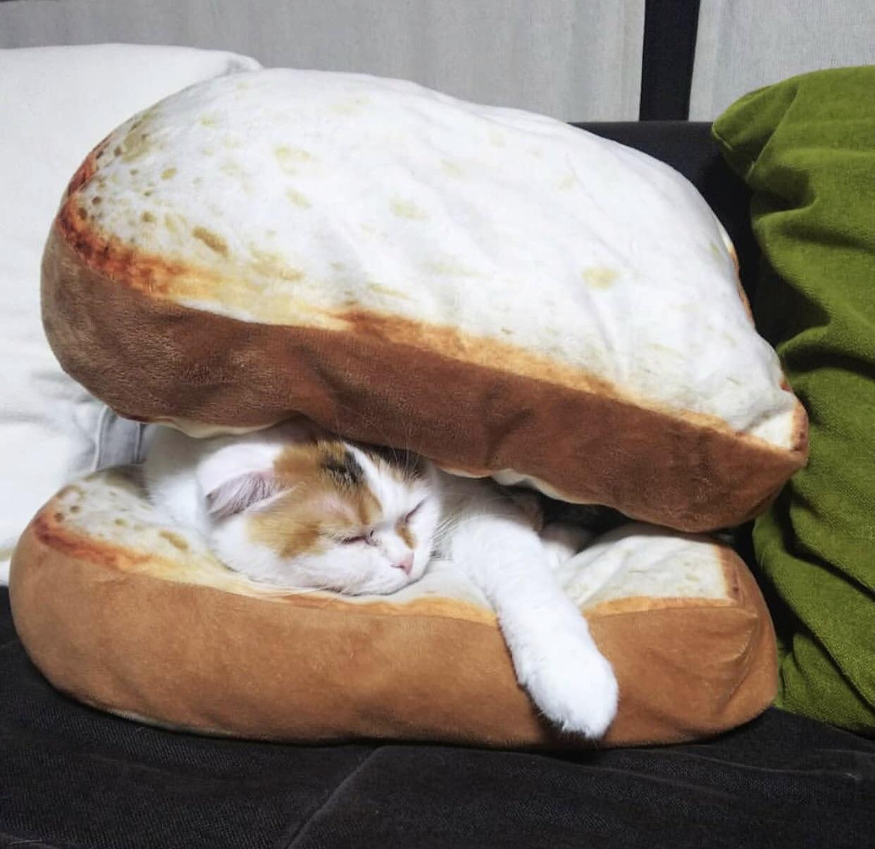 Cat Sandwich (instagramojarinn) r/StuffOnCats