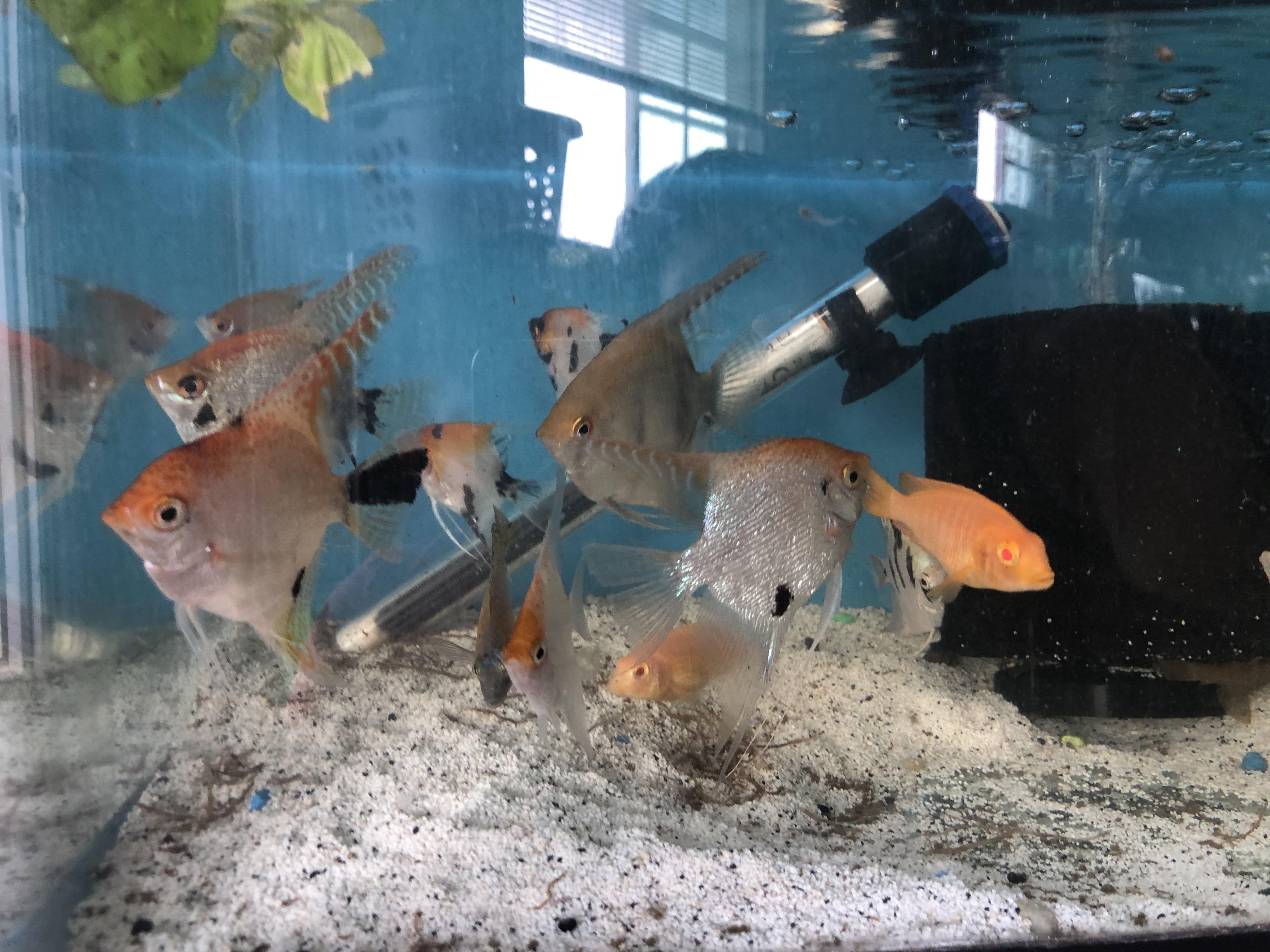 I just bought these koi Angel fish for 310 including the set up so it