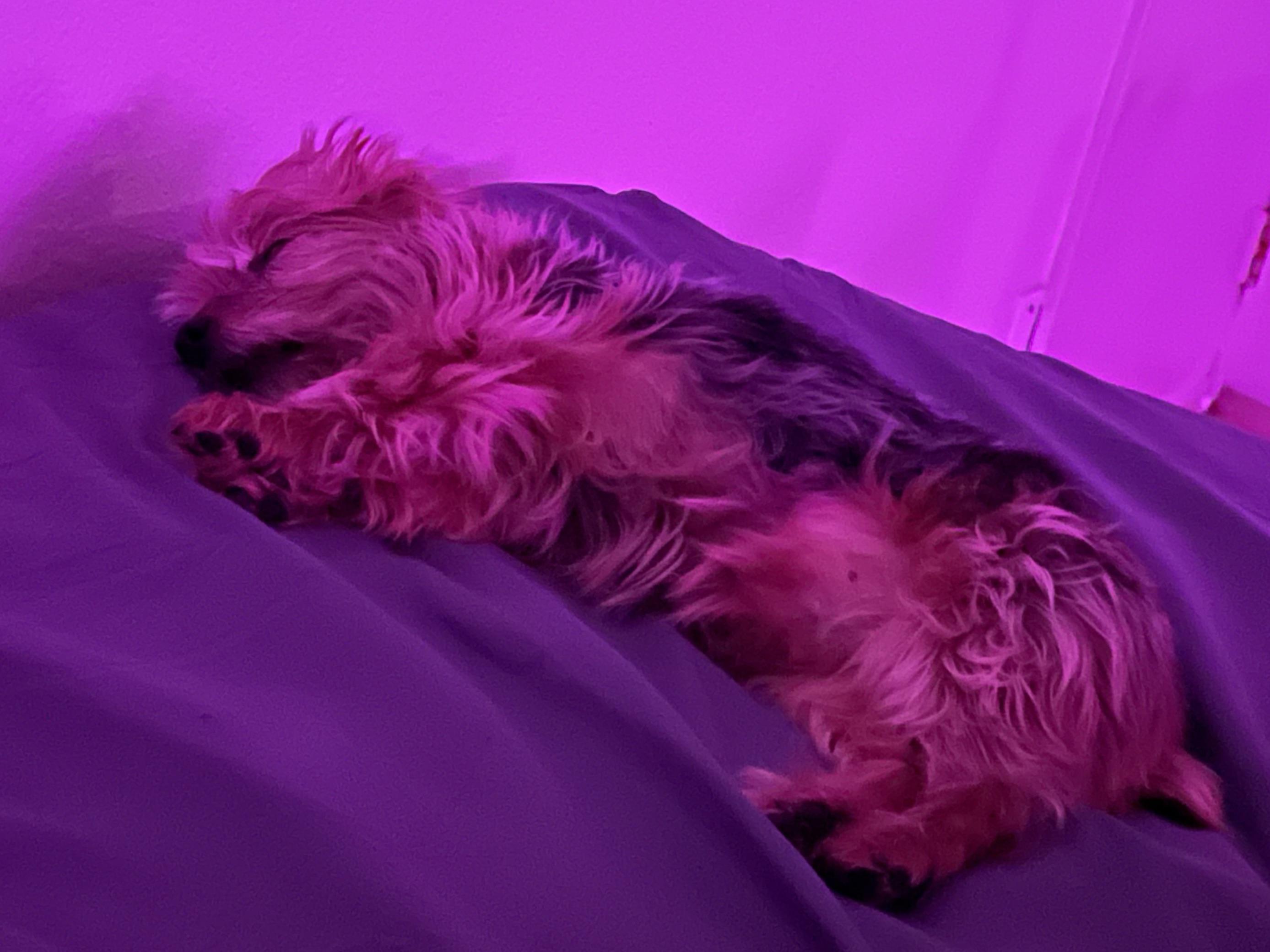 Sleeping r/Yorkies