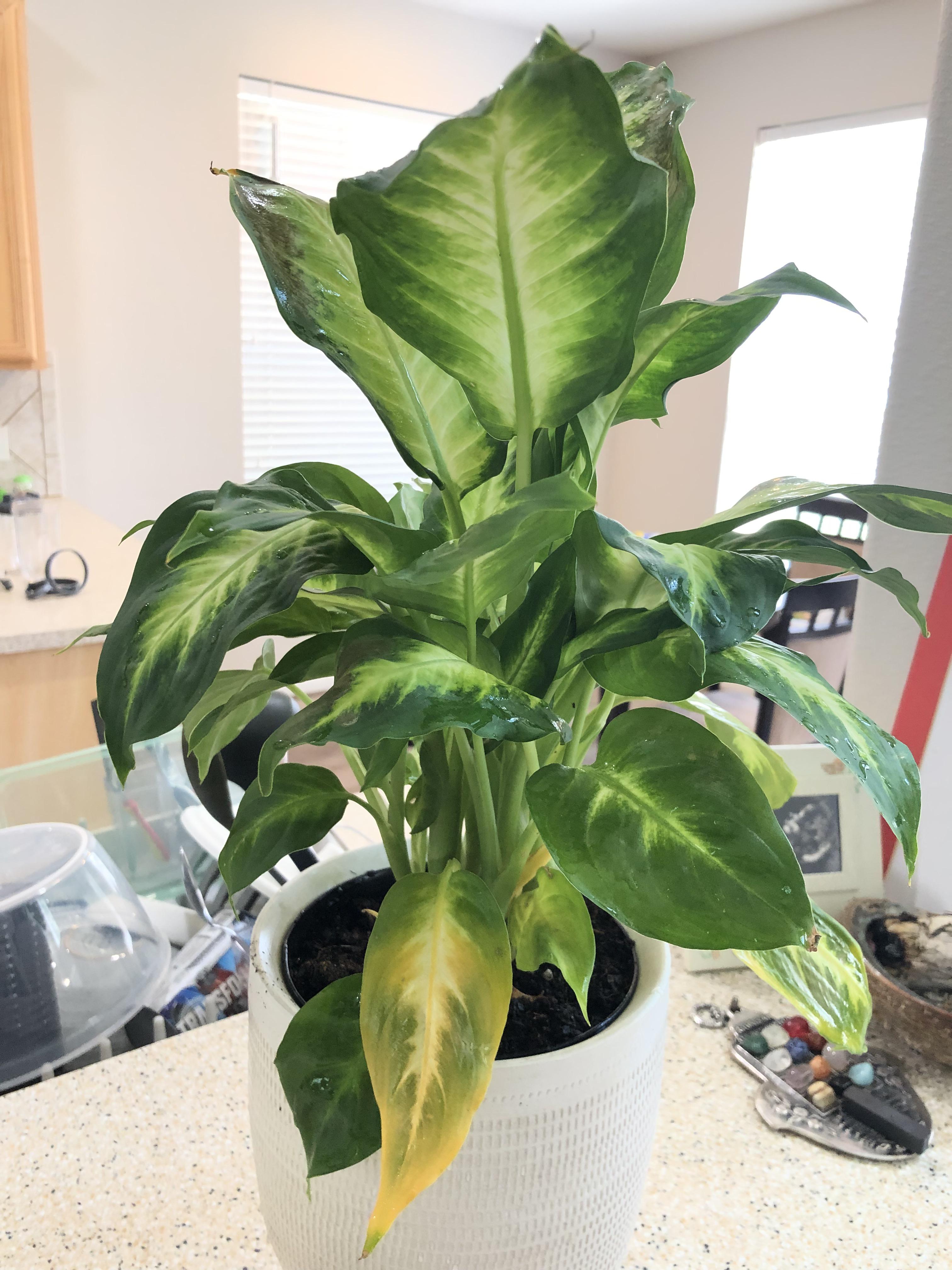 Dumb Cane Plant Care Yellow Leaves Dieffenbachia yellowing House
