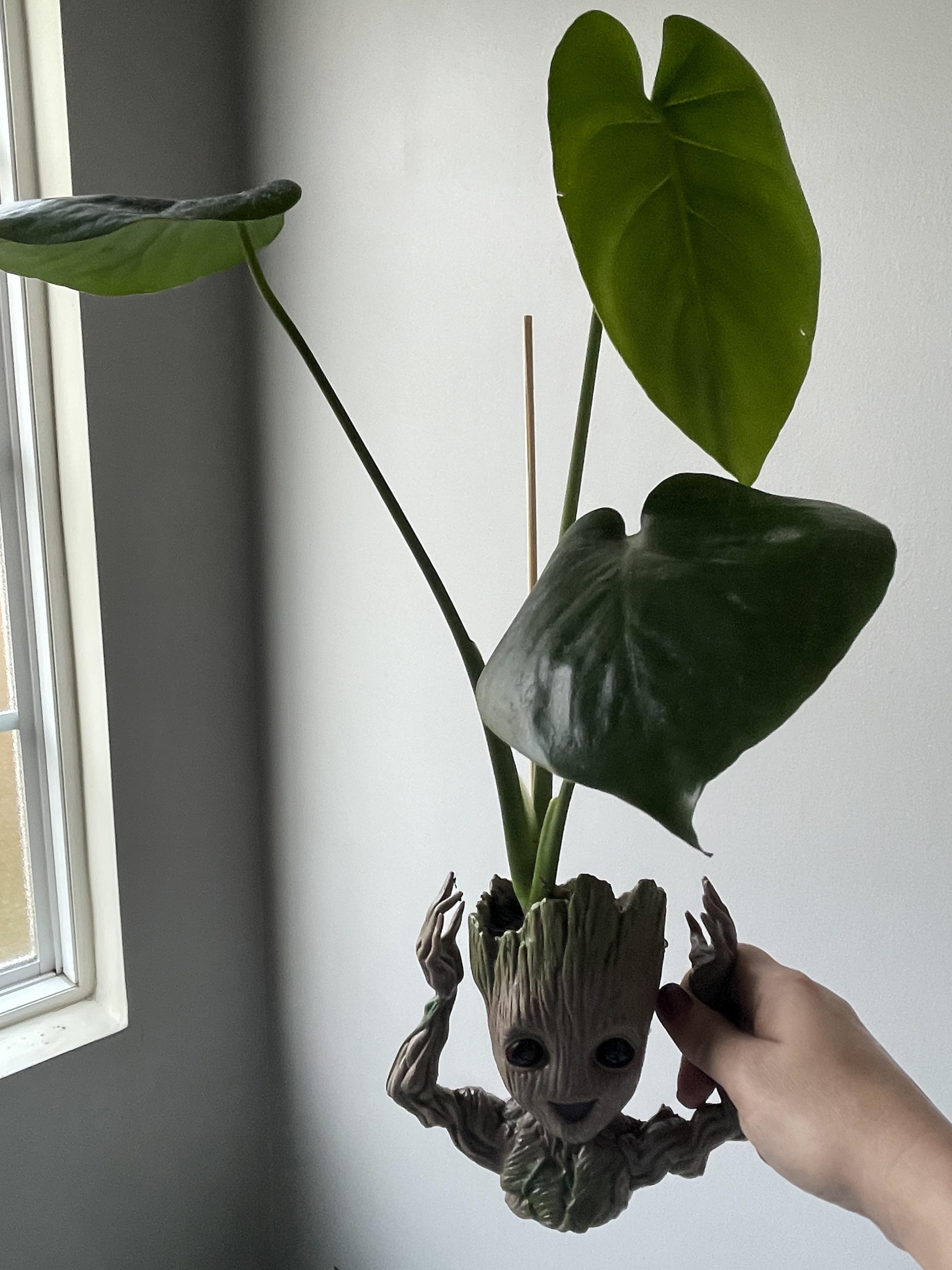 Just potted this baby monstera for my 15 year old daughter. r/plantsandpots