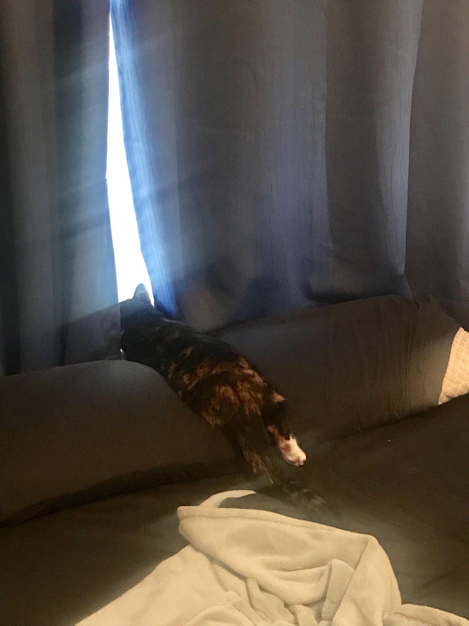 This is how my cat likes to watch birds r/AnimalsBeingDerps