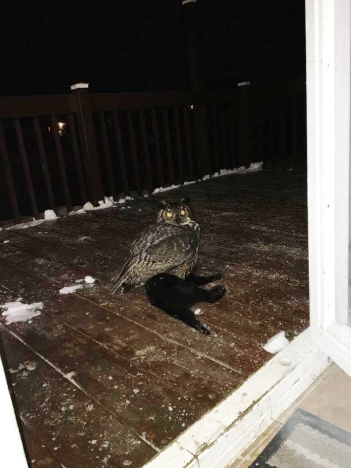 Great Horned Owl Eating Cat
