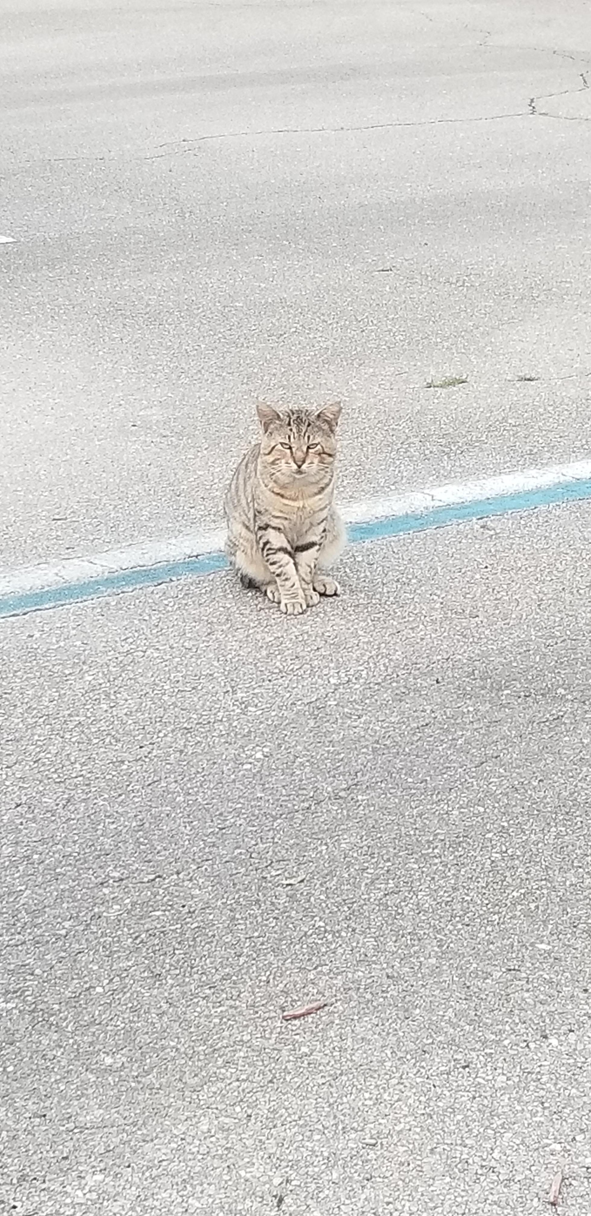 A stray mean mugging me! r/cats