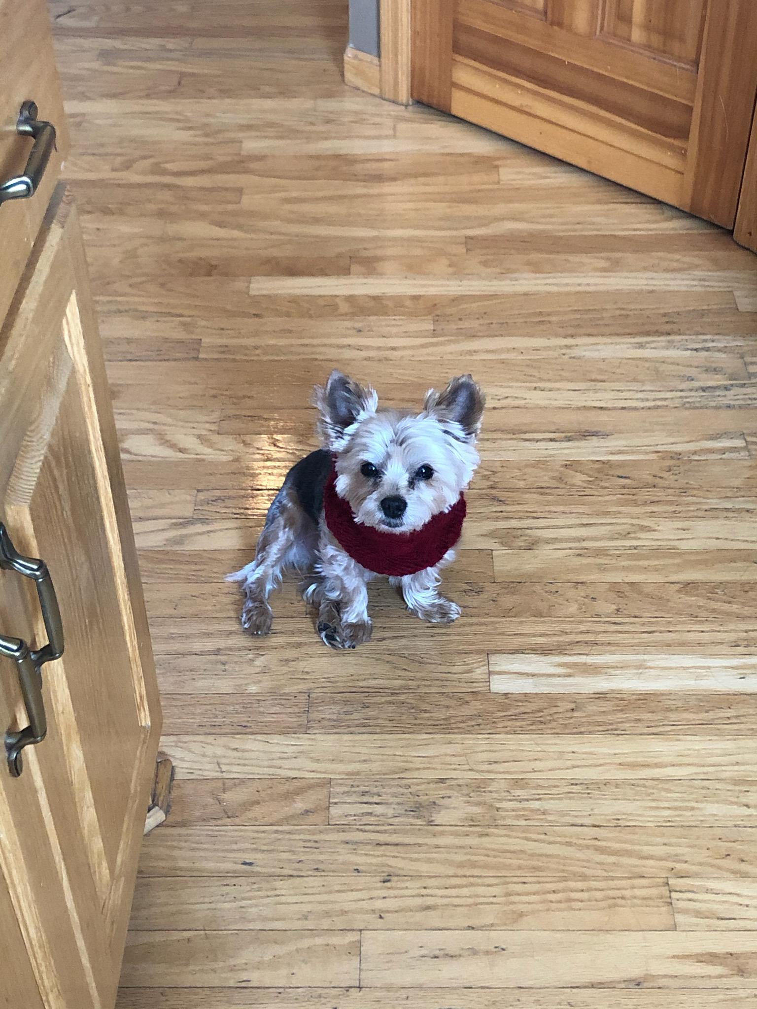 My dog wont let us put a cone on him, so we are using a leg warmer