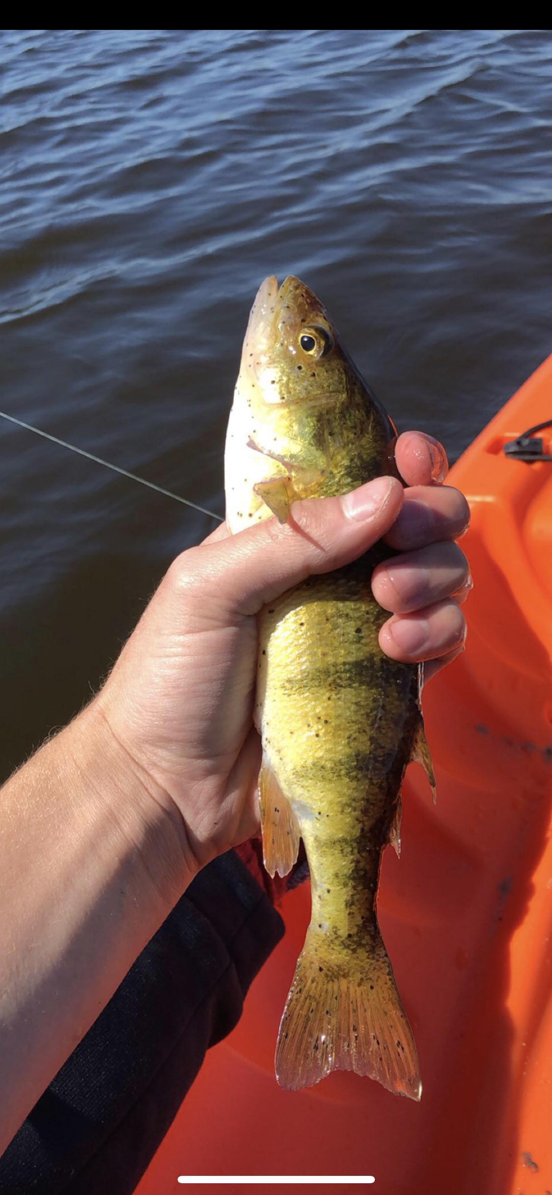 Over the weekend I was fishing for perch, and most If the perch I was