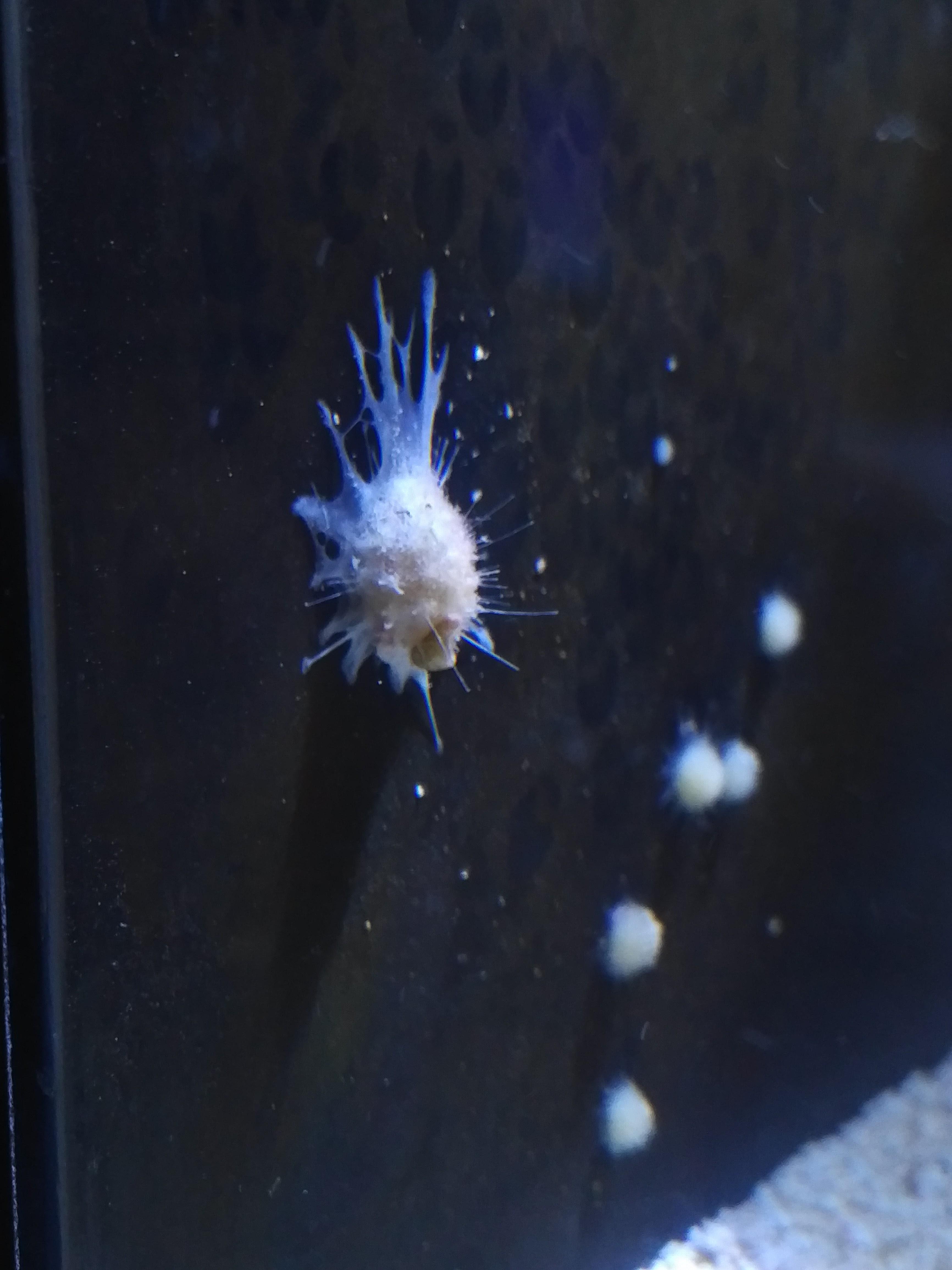 Please help! What is this alien parasite growing in this saltwater tank
