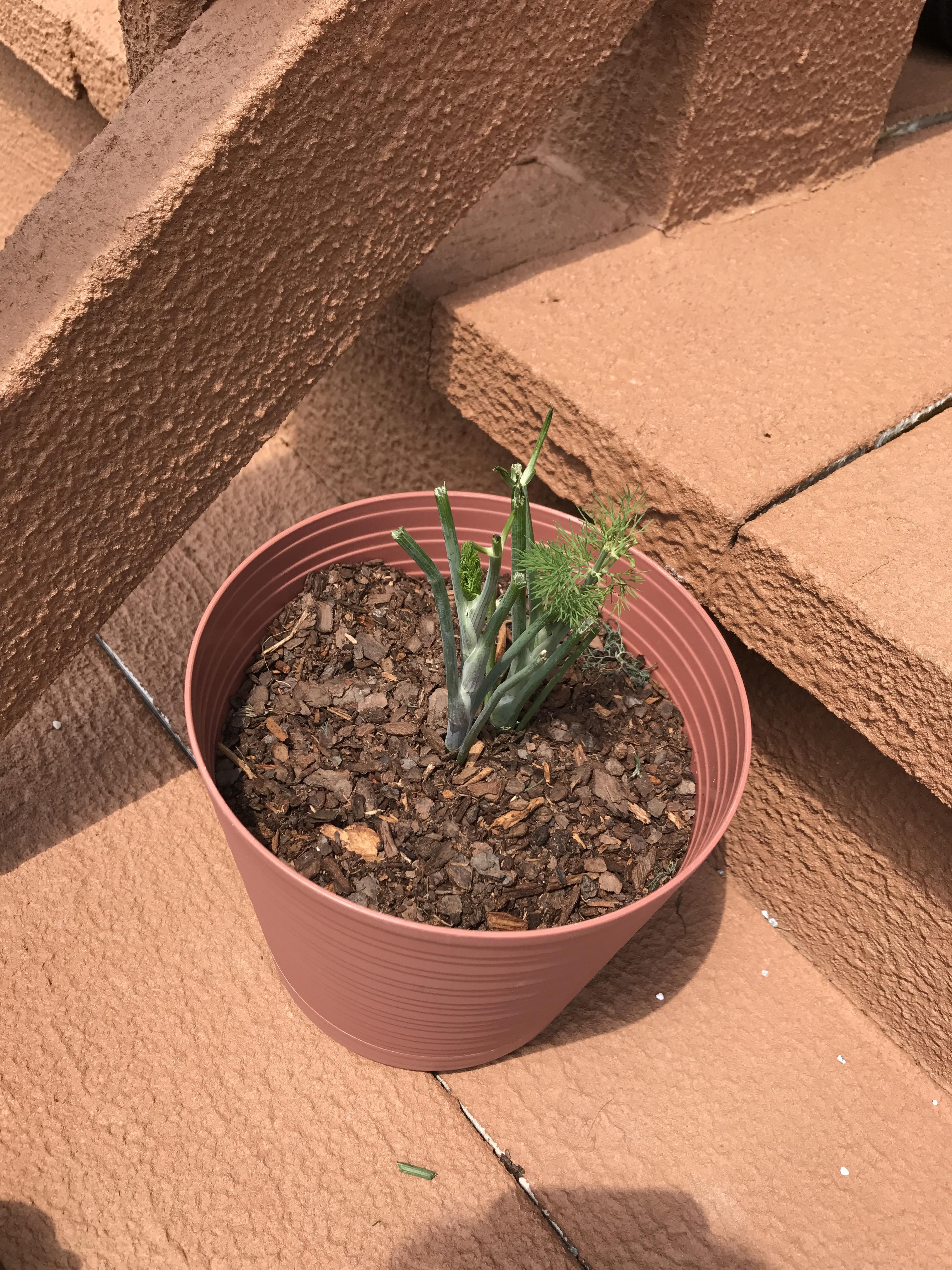 Something is eating my dill and I am not happy about it. r/gardening