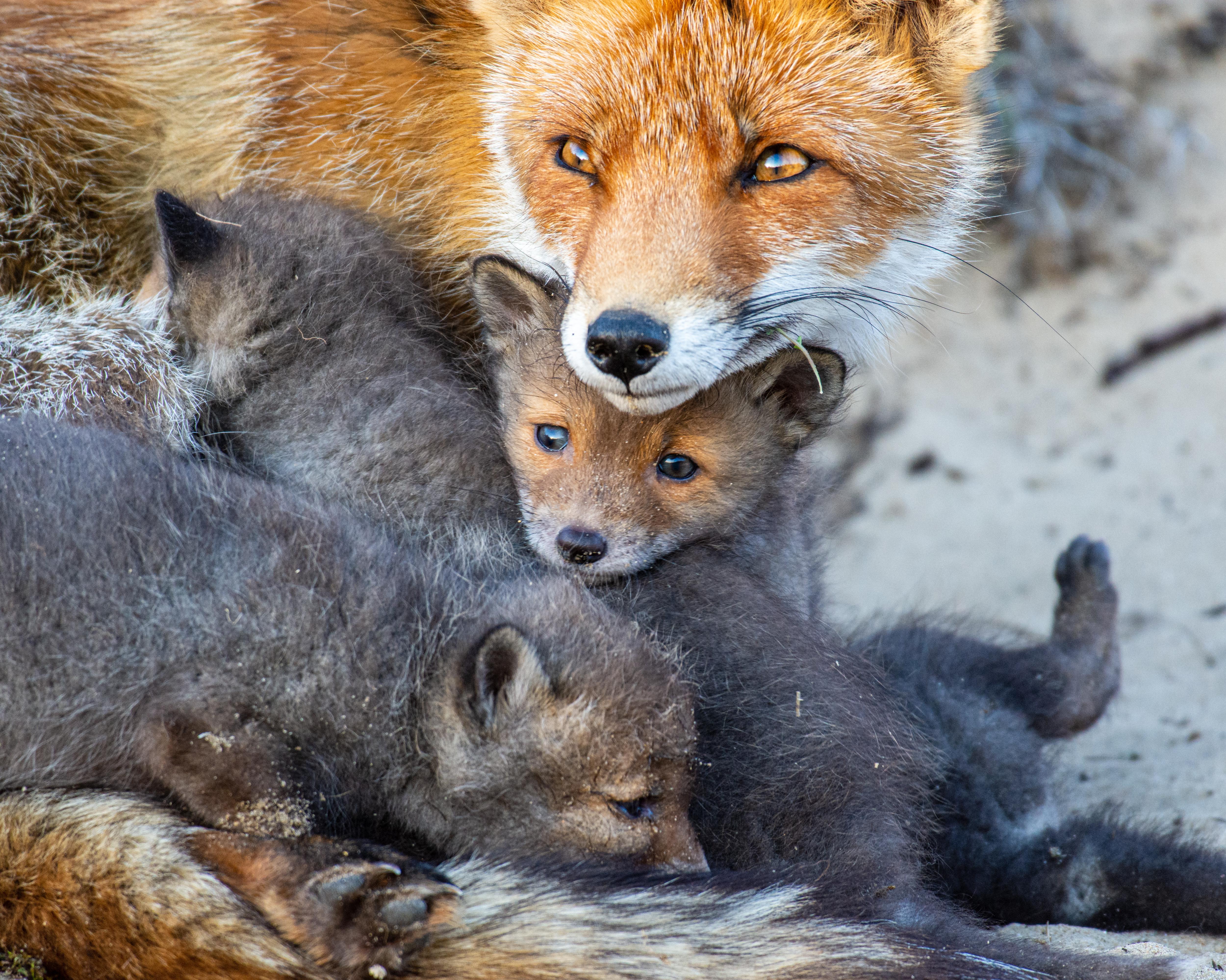 Cuddling fox family r/pics