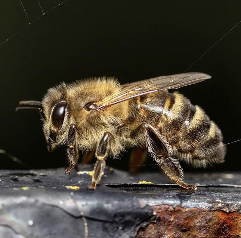 “So yesterday I got the opportunity to photograph this beauty, I