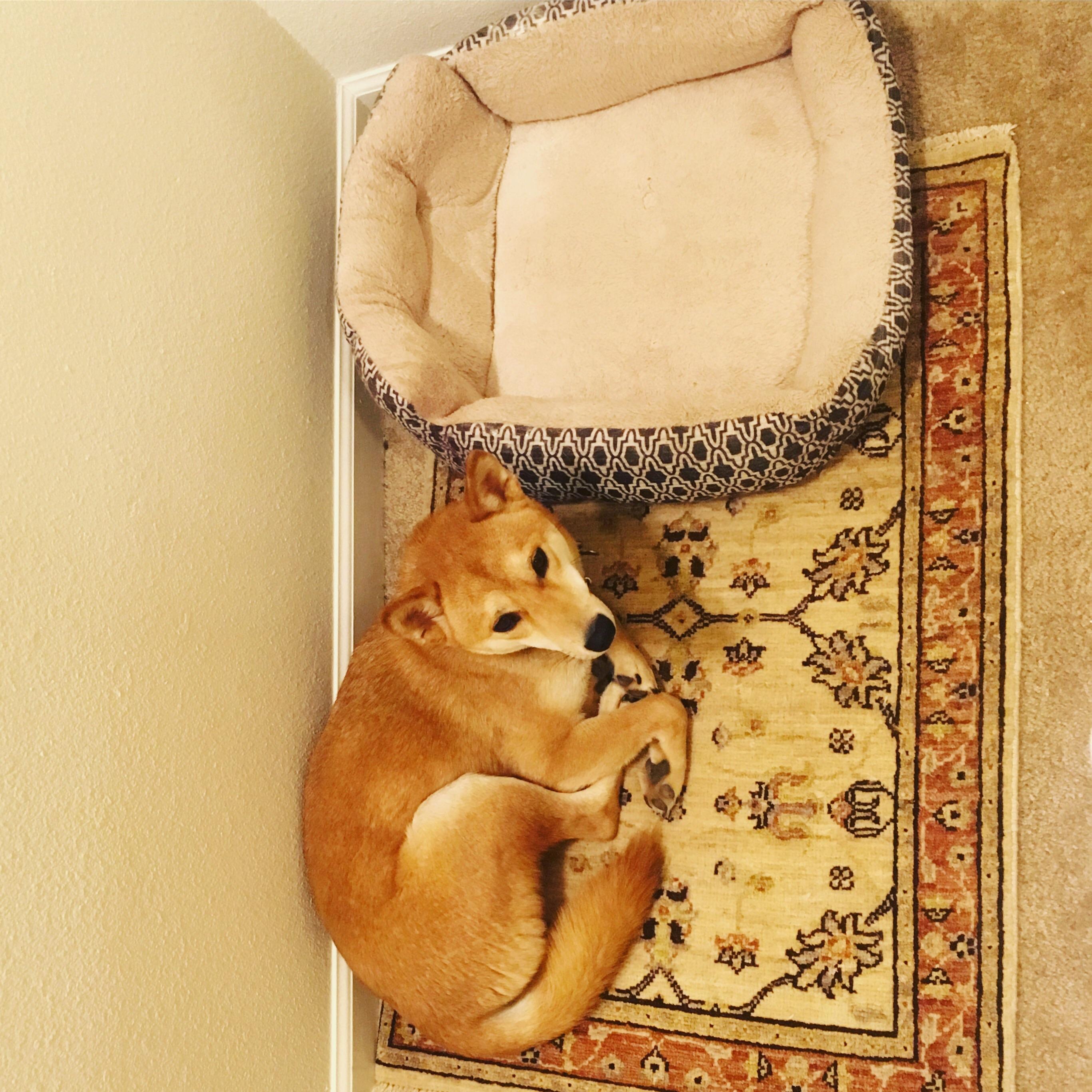 Trying to find an acceptable shiba bed continues. r/shiba