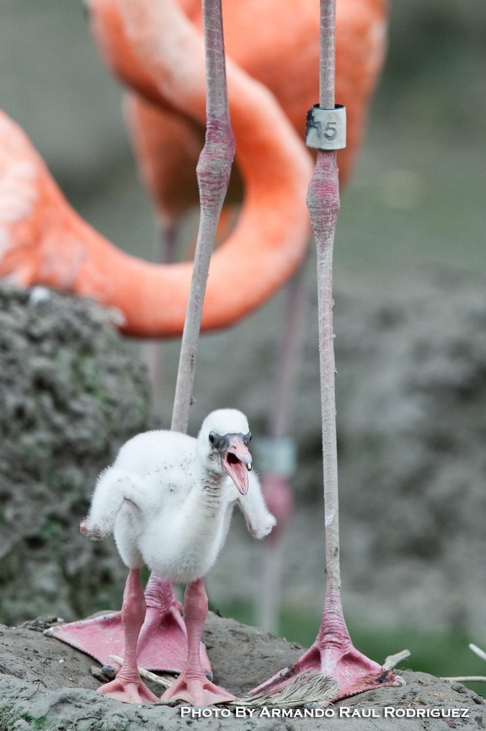 Baby flamingo r/Flamingo