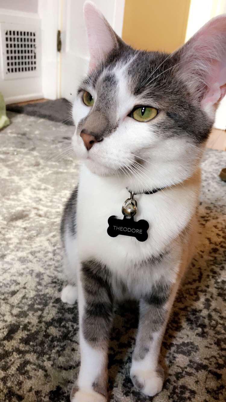 so regal r/cats
