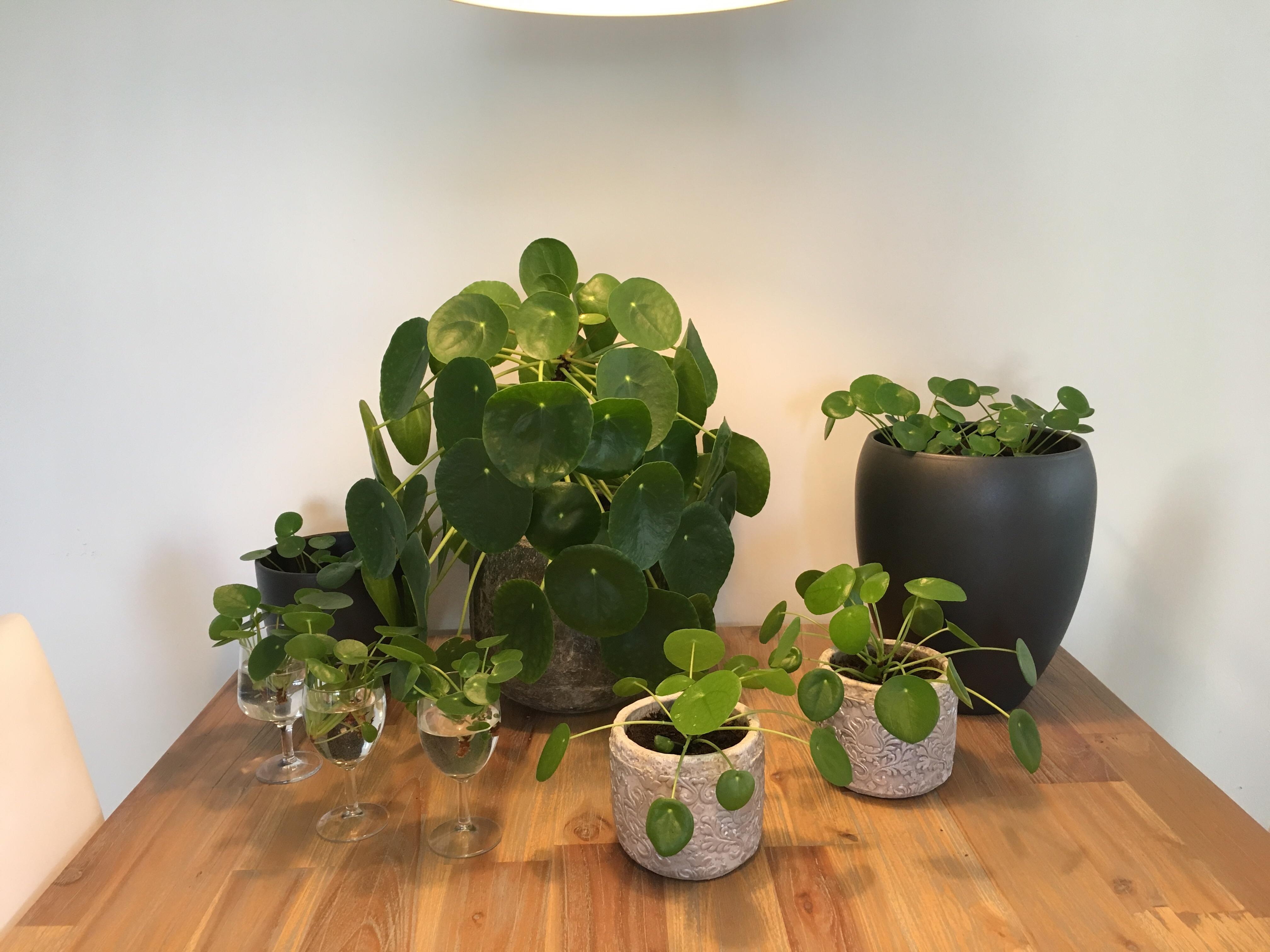 Buy a pancake plant they said. r/PPeperomioides