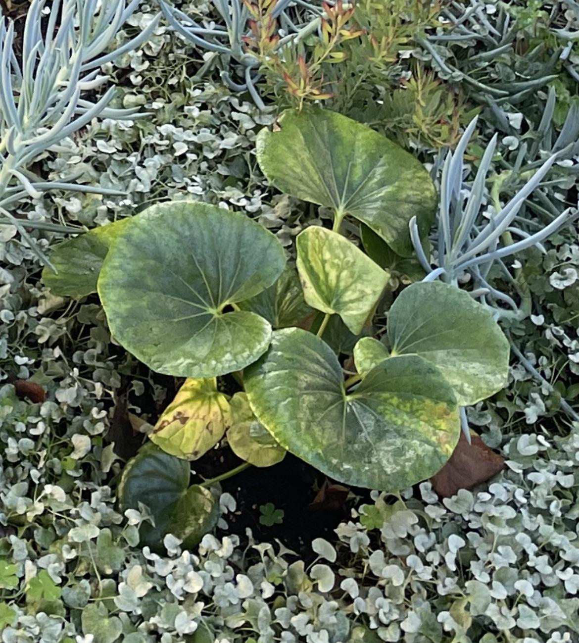 Yellow leaves on Tractor Seat plant? UrbanGardening