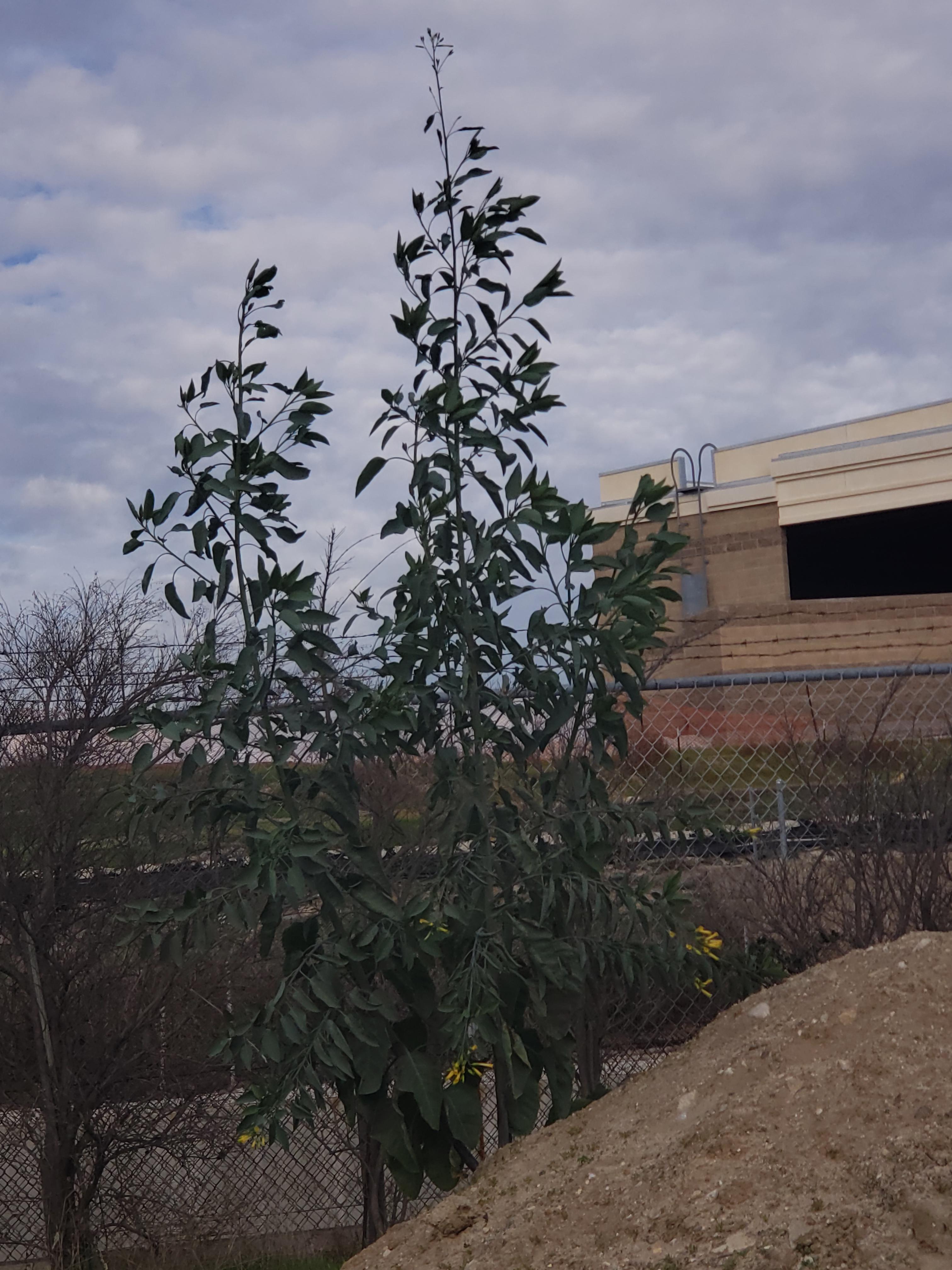 What is this plant or tree? Southern california r/whatsthisplant