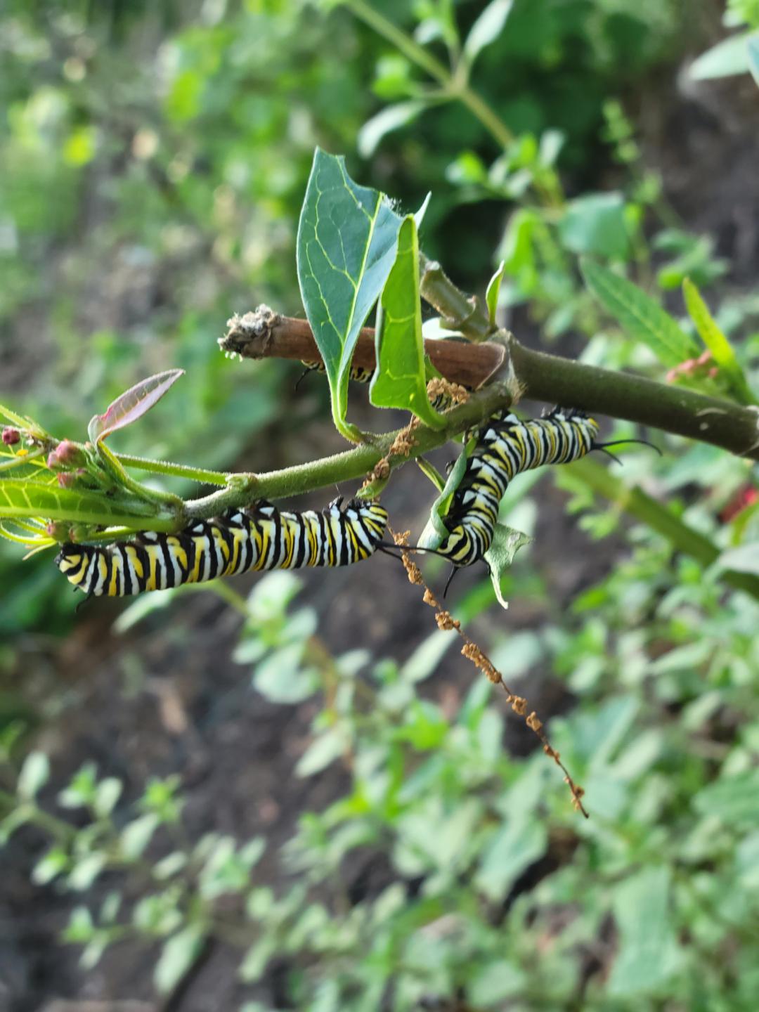Caterpillars eating r/gardening