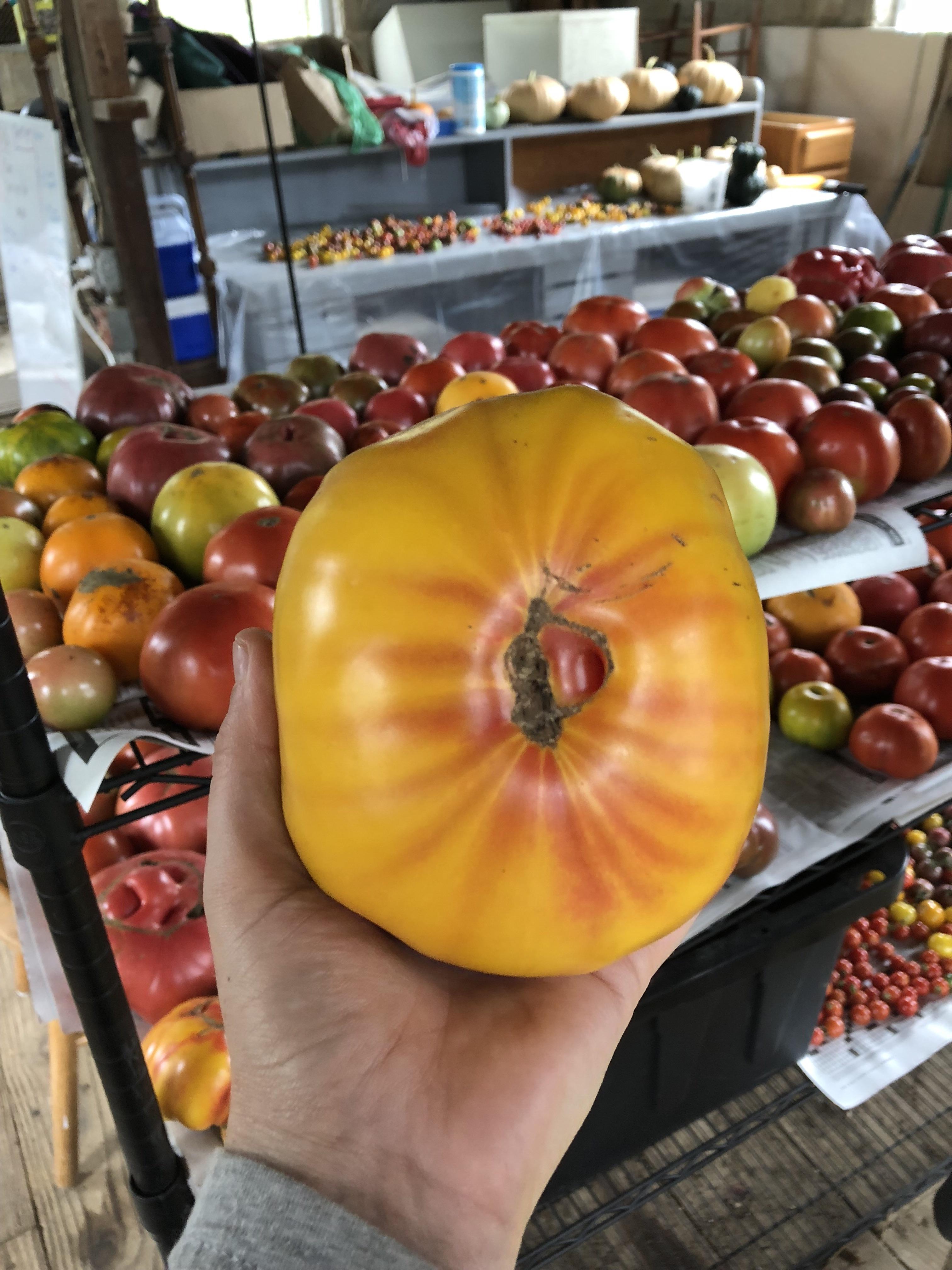 Heirloom tomatoes love New Jersey humidity. r/gardening