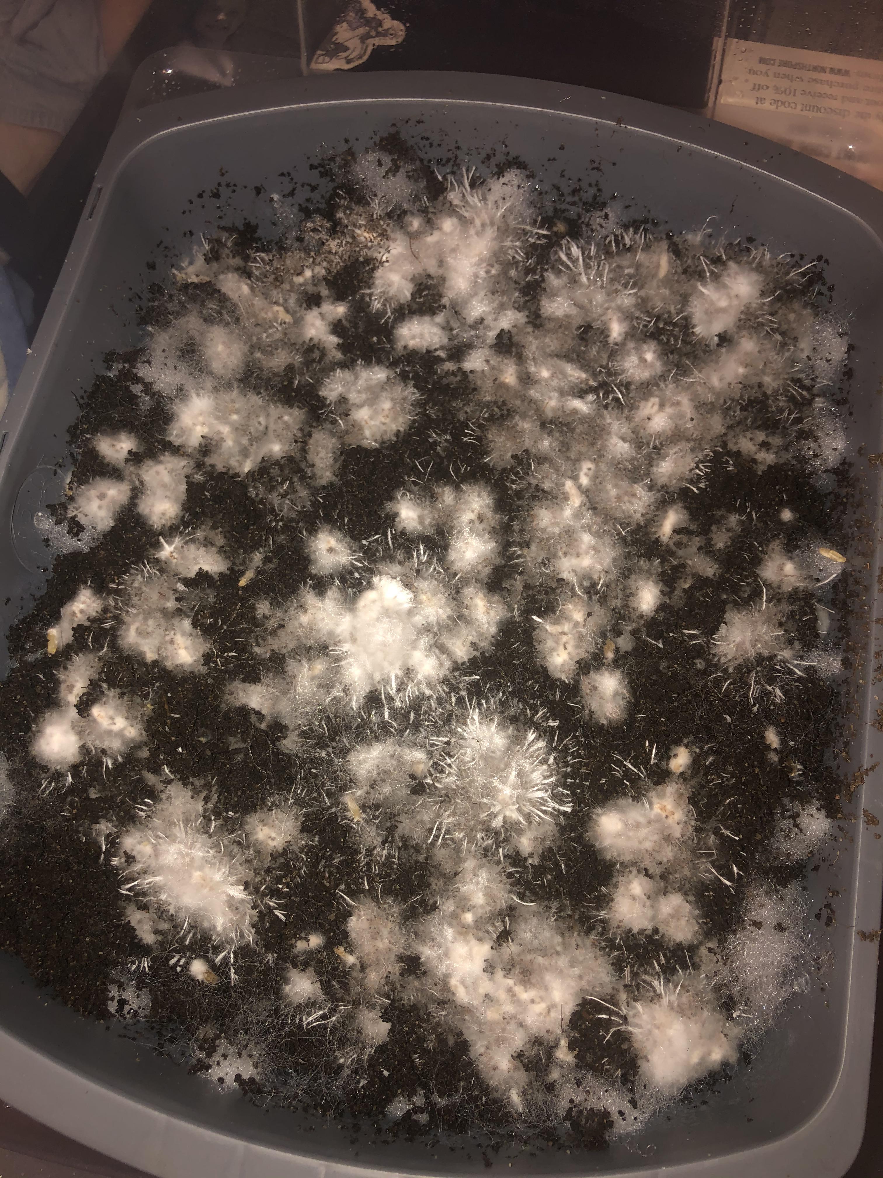 [actives] Is this cobweb mold on the mycelium? r/MushroomGrowers