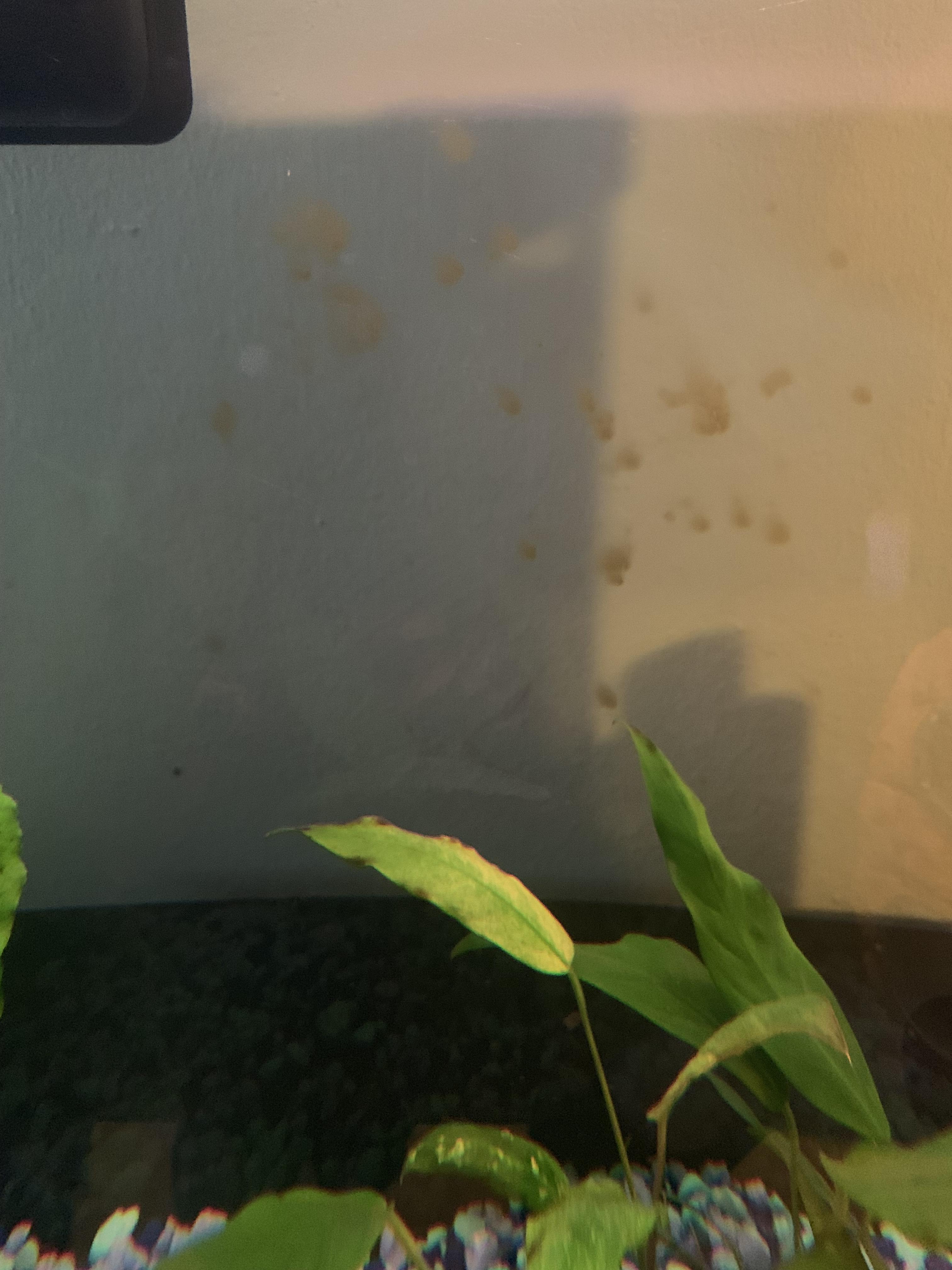 [Beginner] I have assumably algae growing on my freshwater tank is it