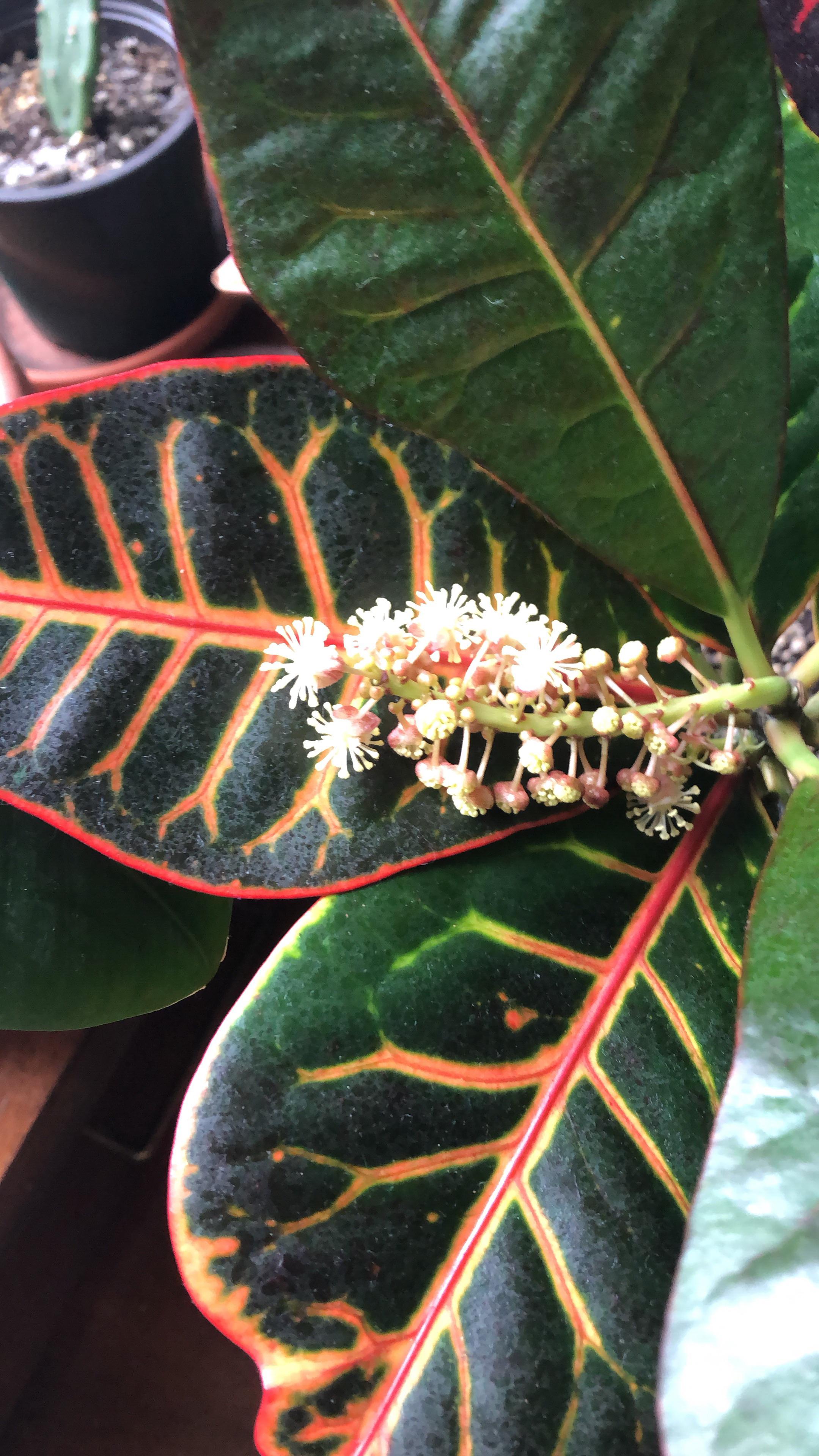 My croton has had a really rough time lately between spider mites and