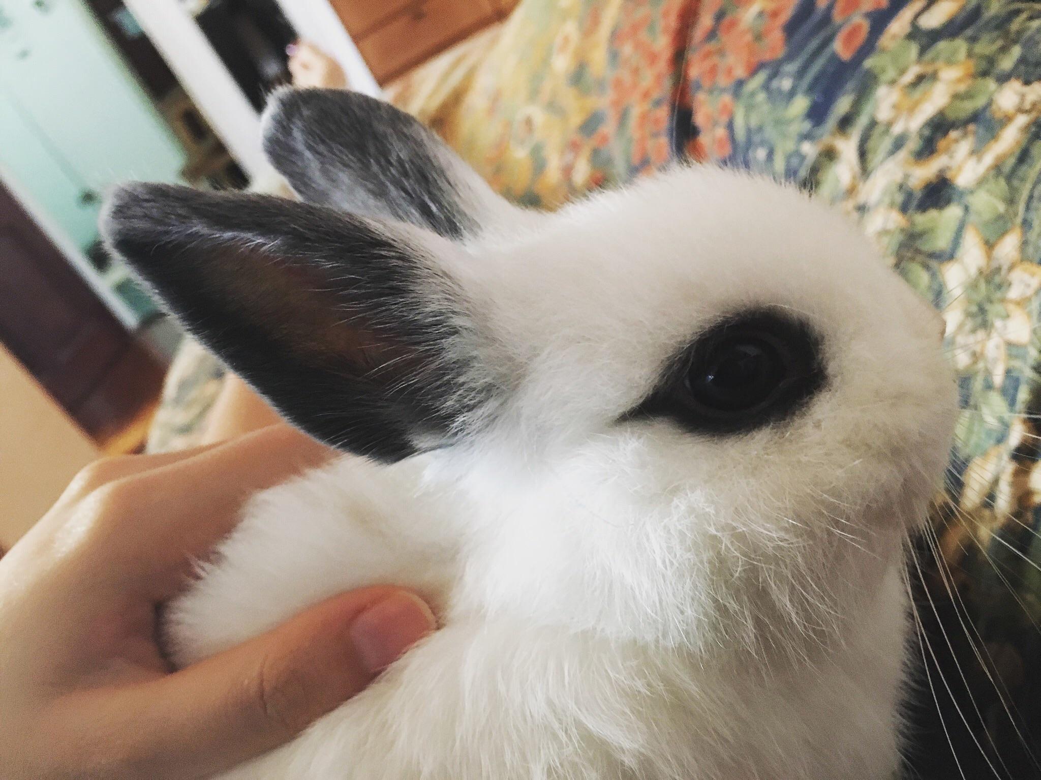 rabbits the intelligent, loving, and often misunderstood pet