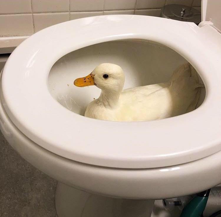 Toilet Duck r/WeirdDucks