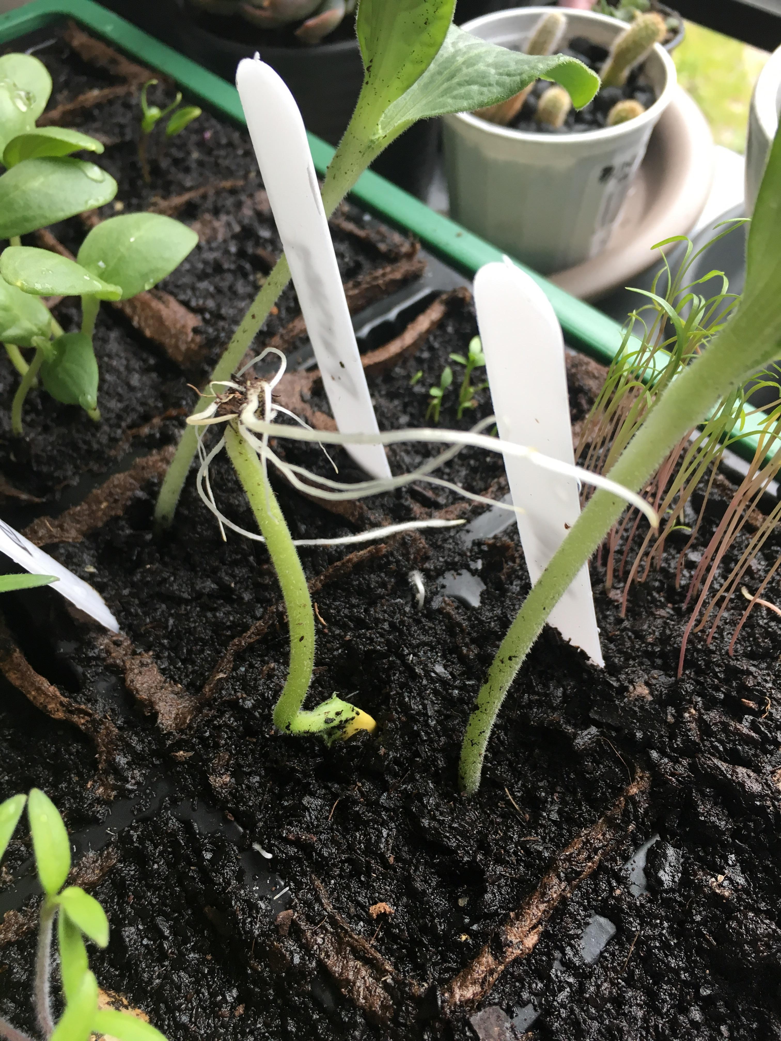 This pumpkin plant has germinated upside down. r/gardening