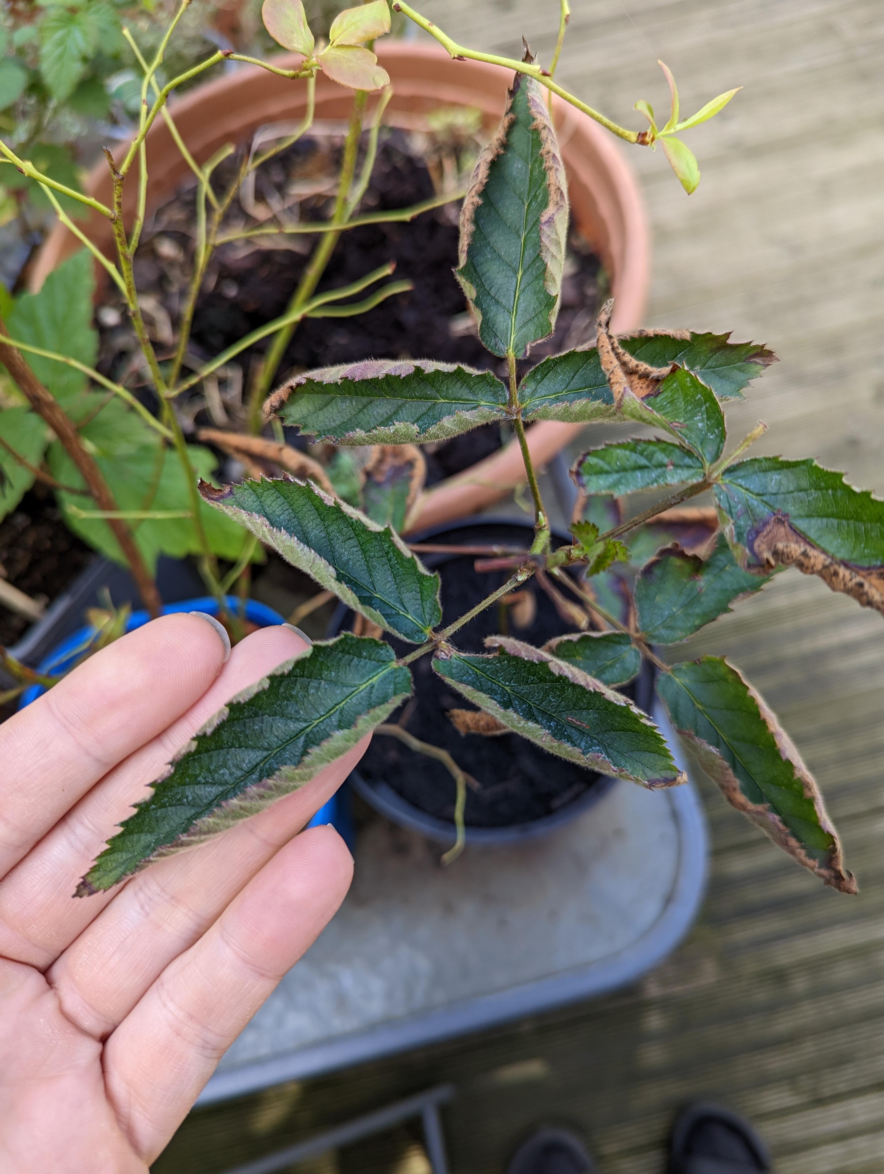 what is causing my blackberry plant leaves to be curled up? when I got
