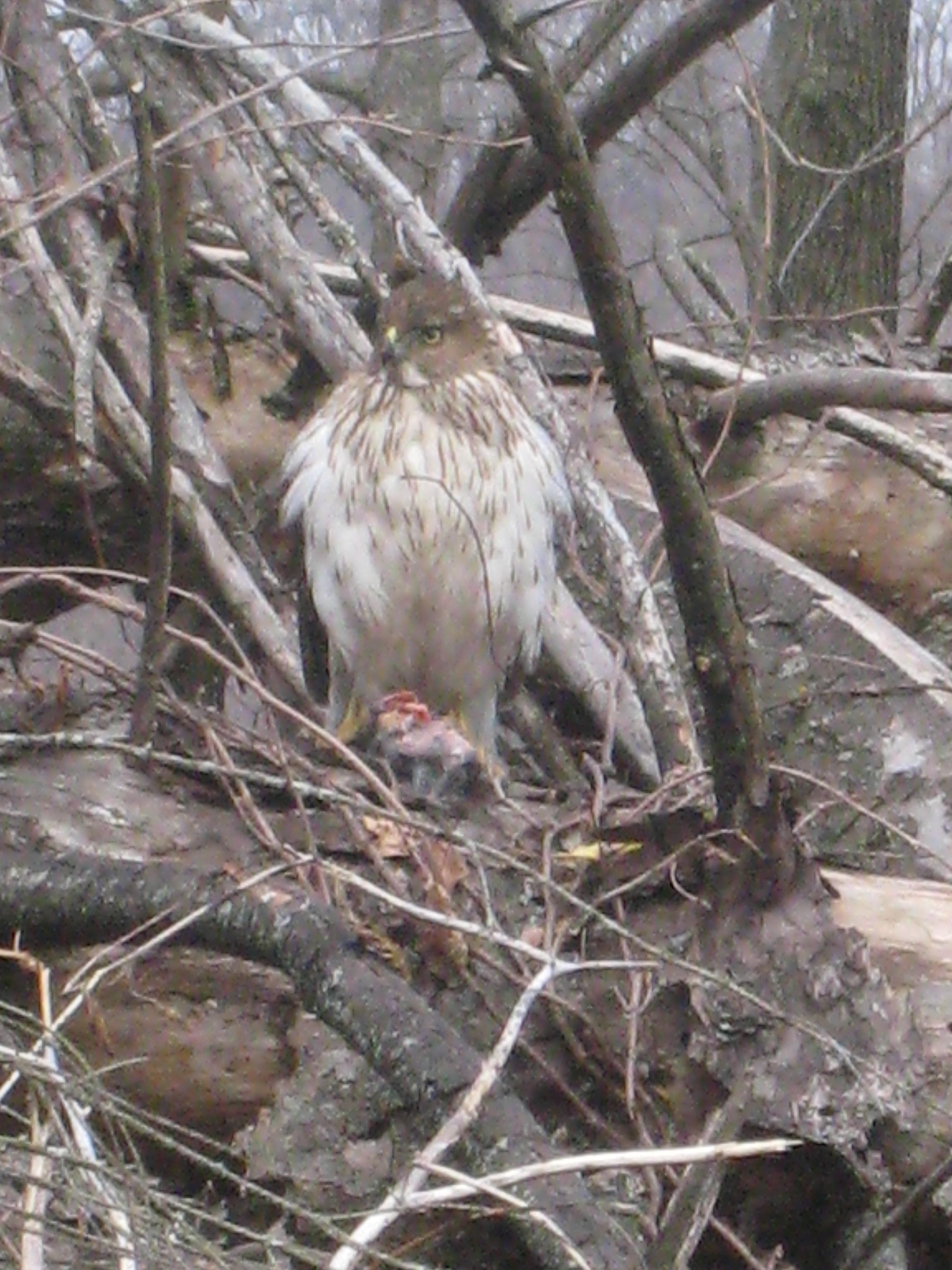 Bird of prey? Southeastern PA r/whatsthisbird
