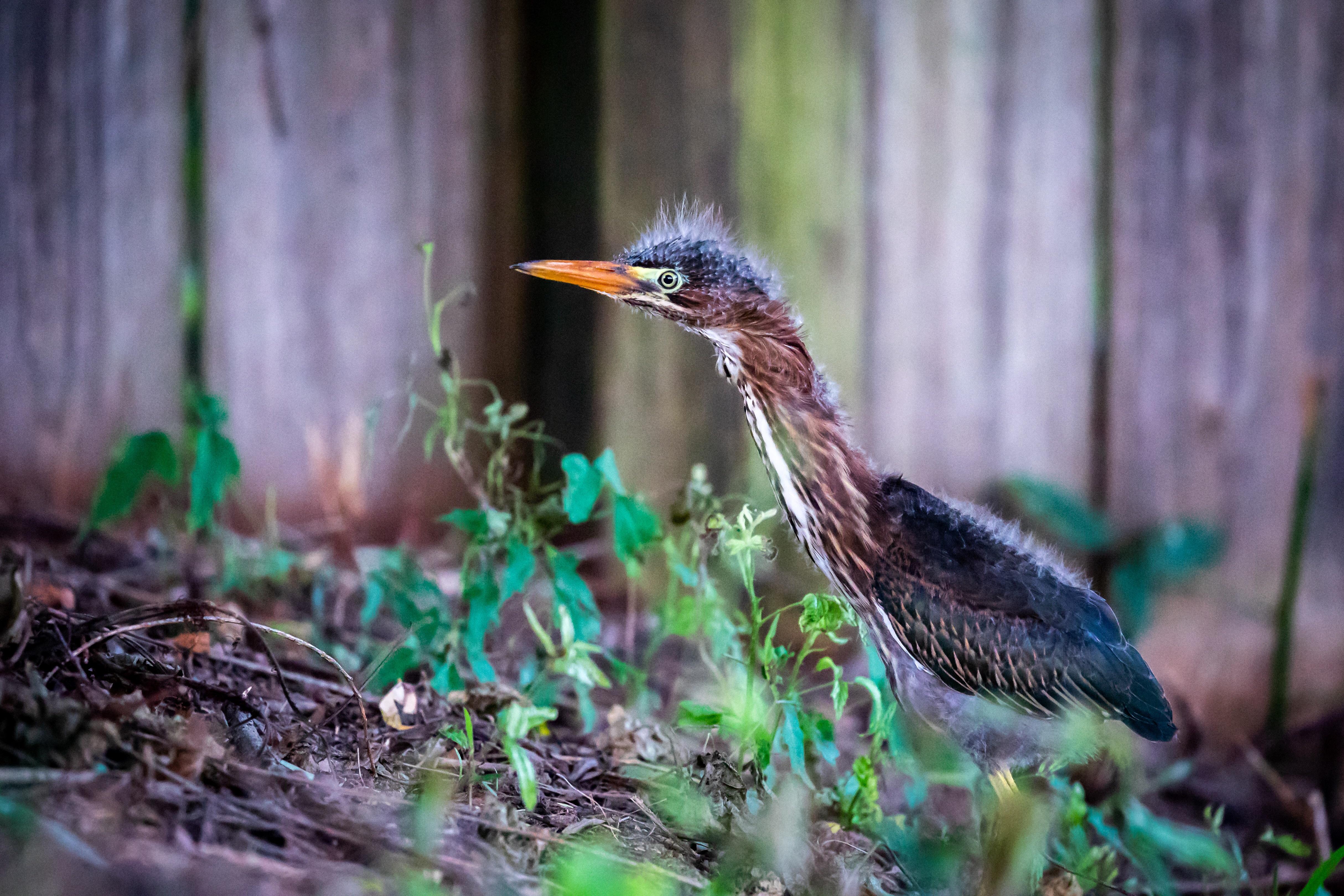 Juvenile green heron living on the shoreline in my backyard. Canon EOS