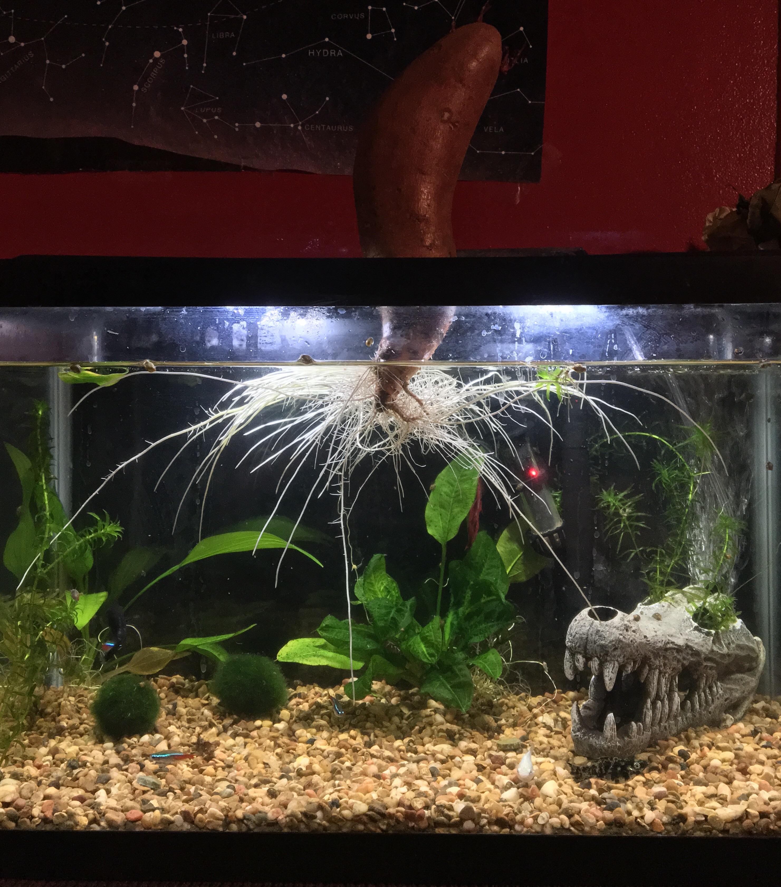 Here’s a shot of our betta tank with a sweet potato growing roots