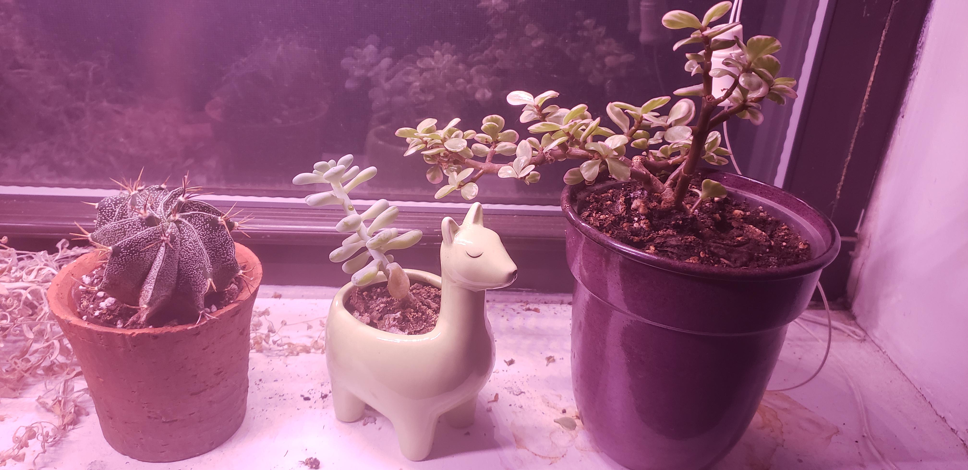 Succulent with shriveling and dropping leaves r/plantclinic