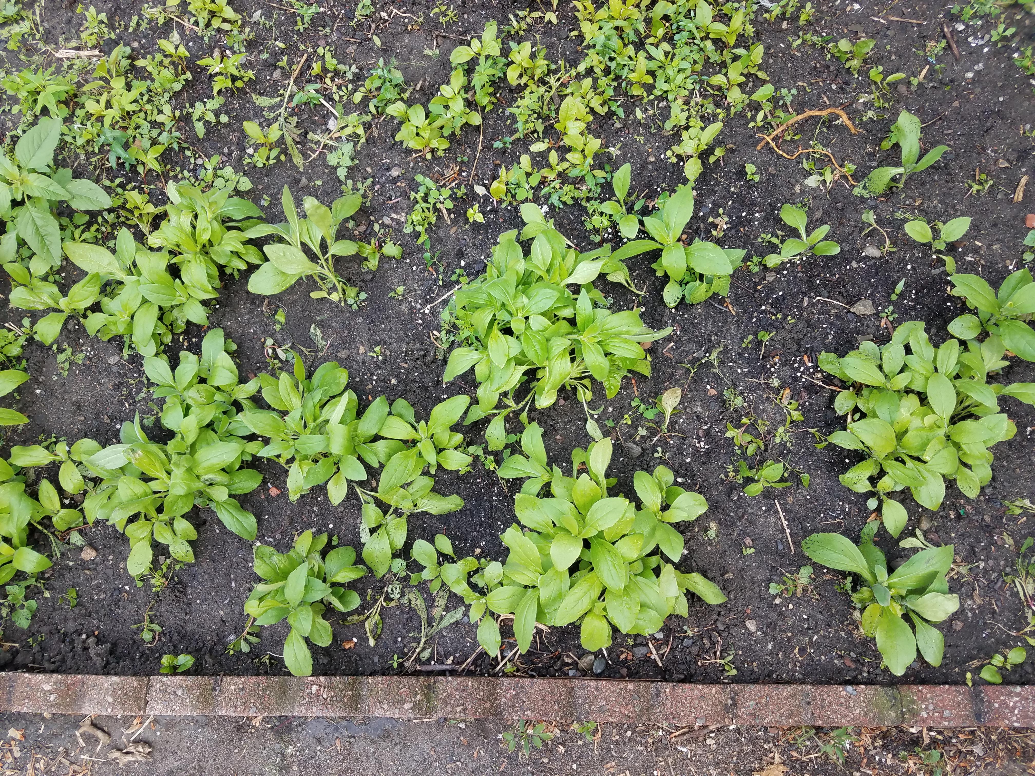 I'm growing black eyed susans from seed, and they've sprouted in some