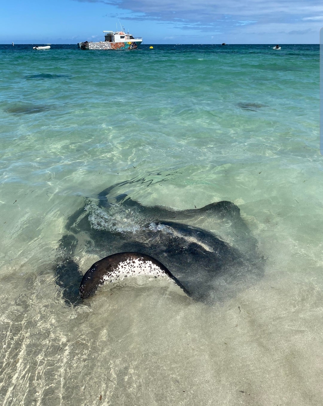 🔥 Ray in western Australia r/NatureIsFuckingLit