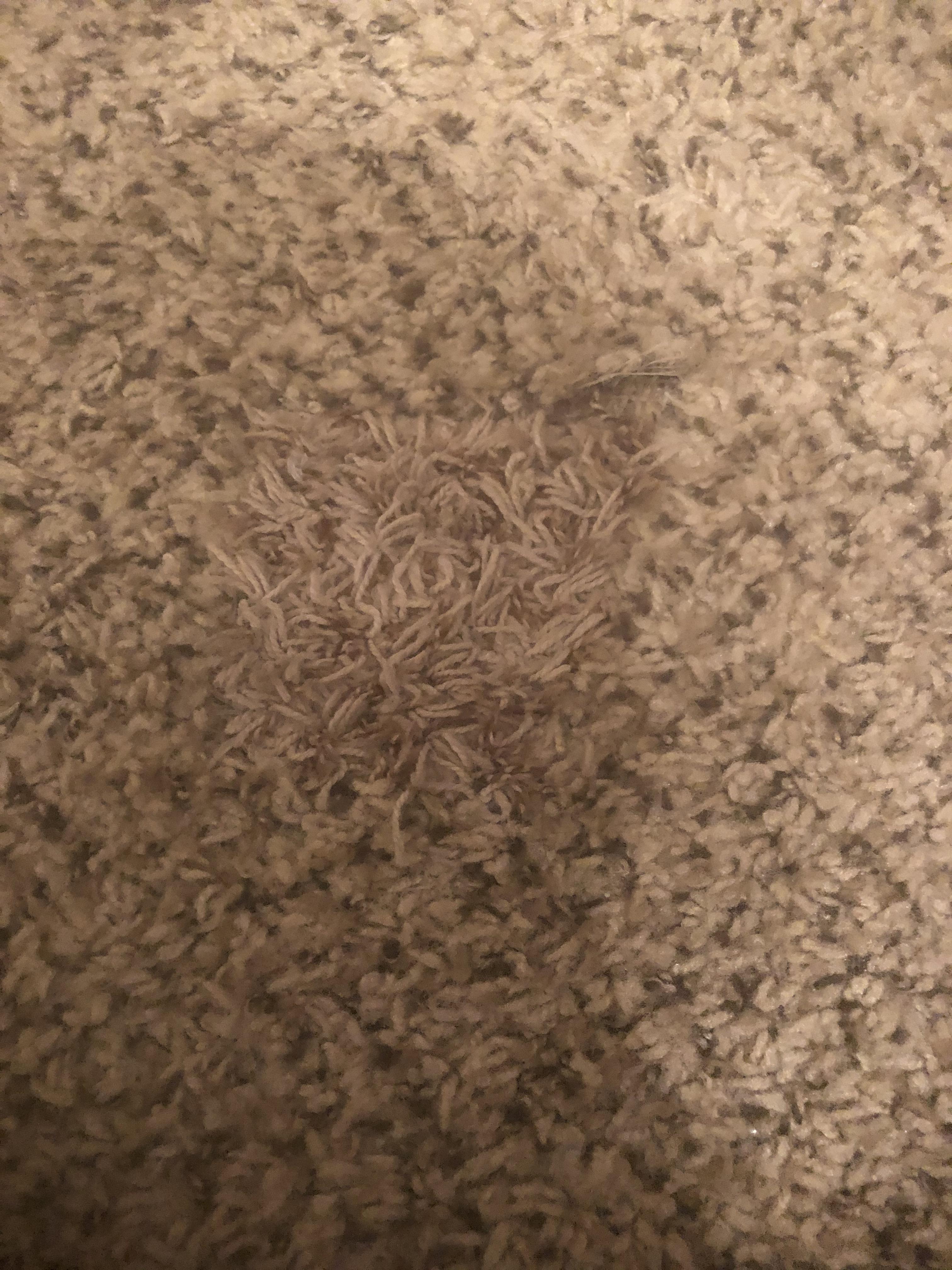 Thanks I hate my carpet r/TIHI