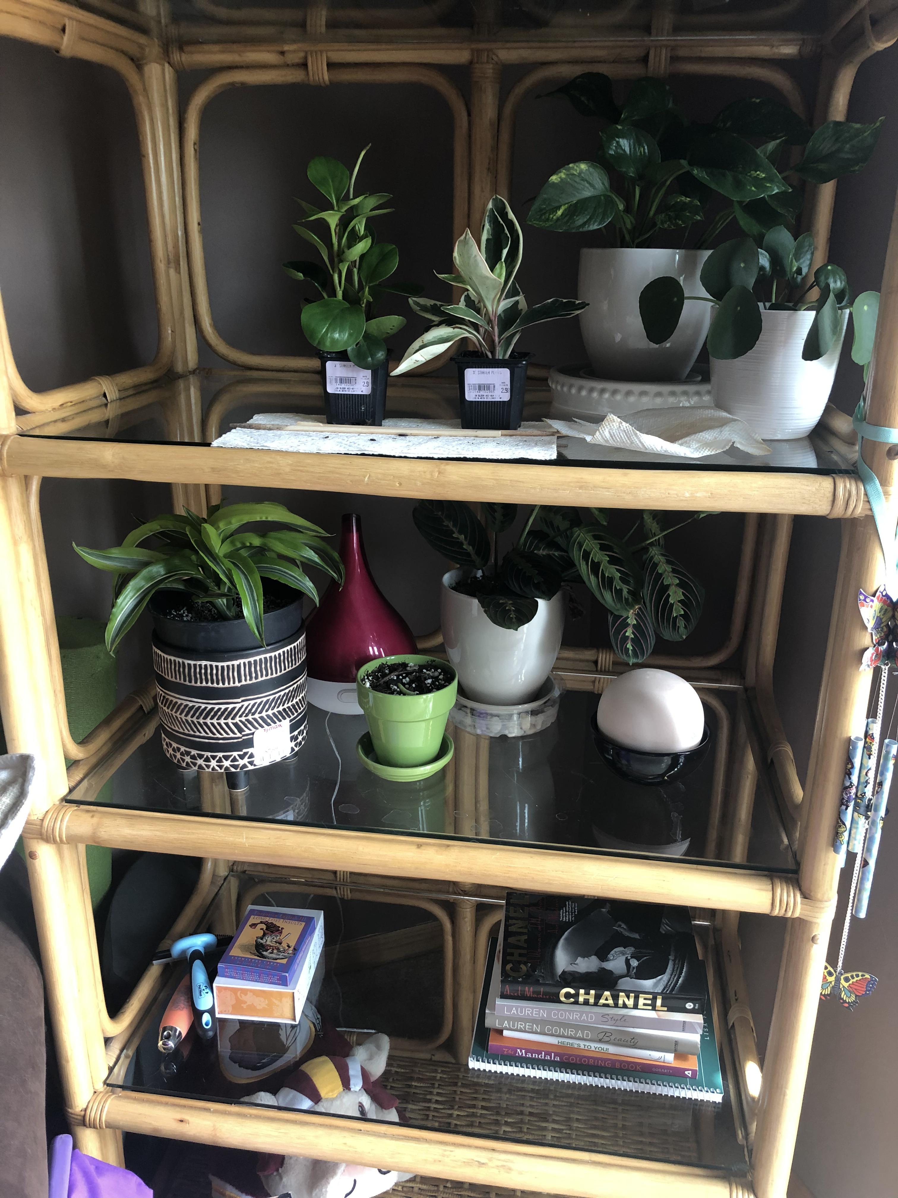 Grow light for one of these shelves? r/succulents