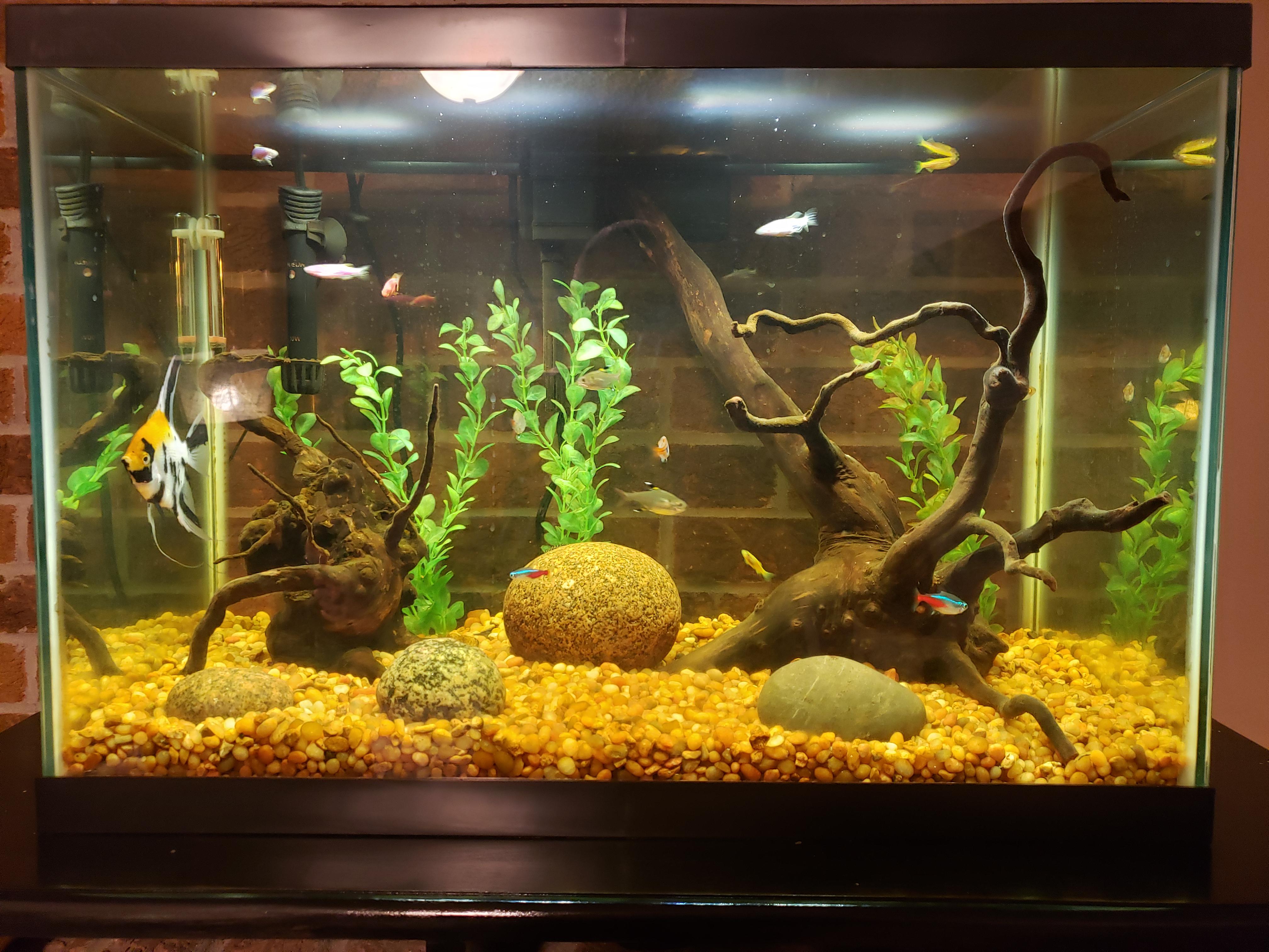 First aquarium here. r/Aquariums