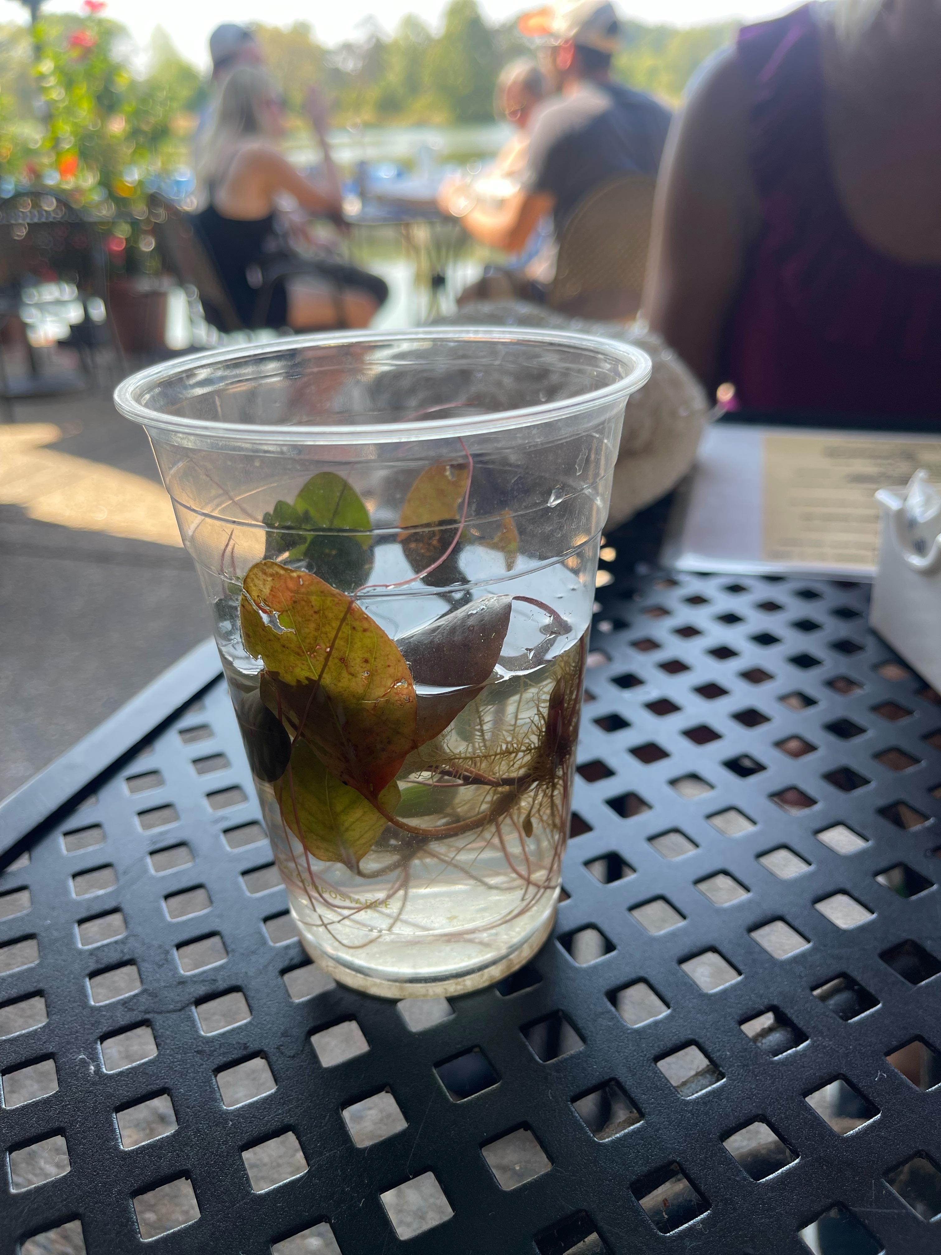 Aquatic Plant Missouri r/PlantIdentification