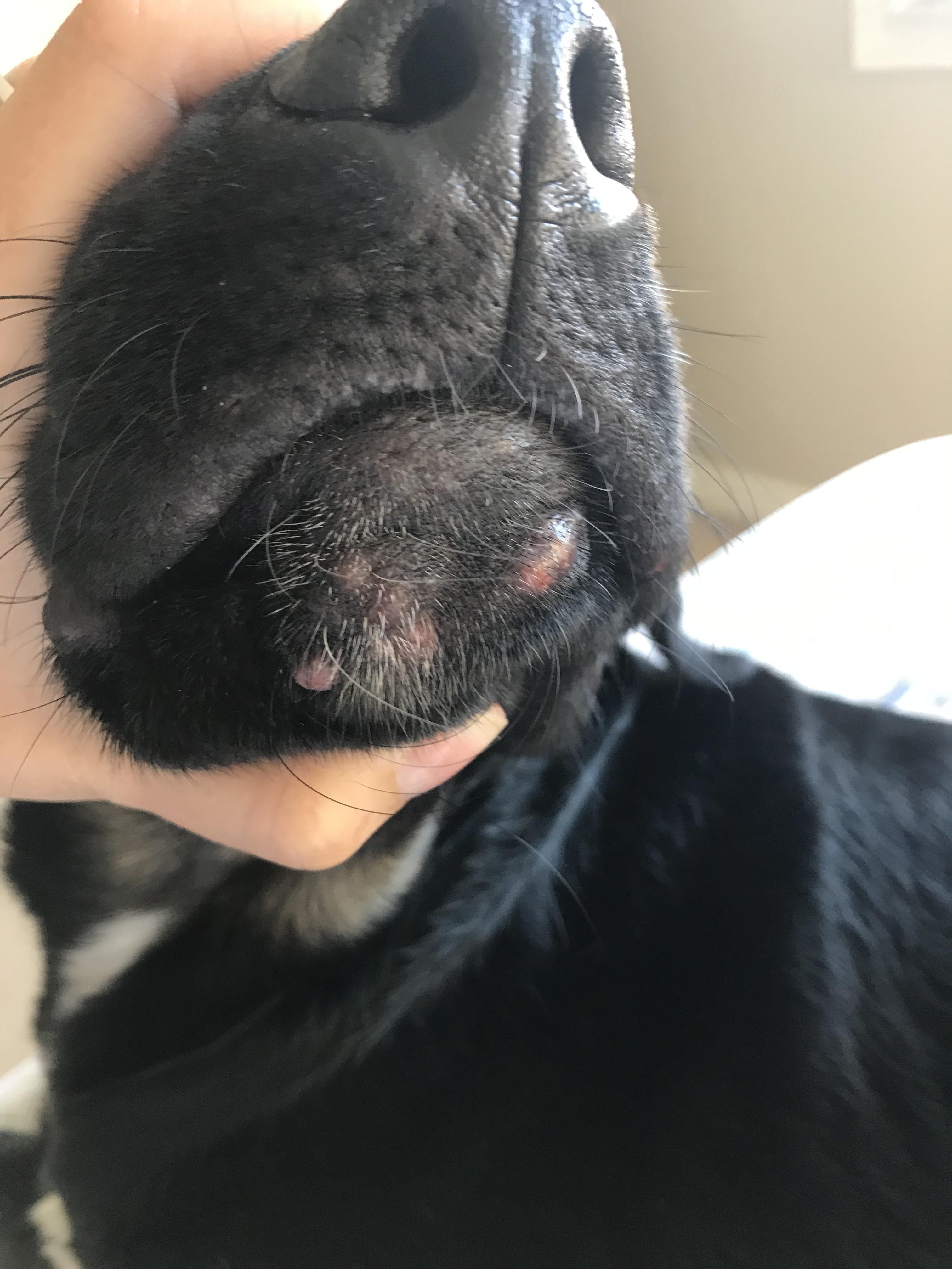 Do dogs get acne? r/veterinarian