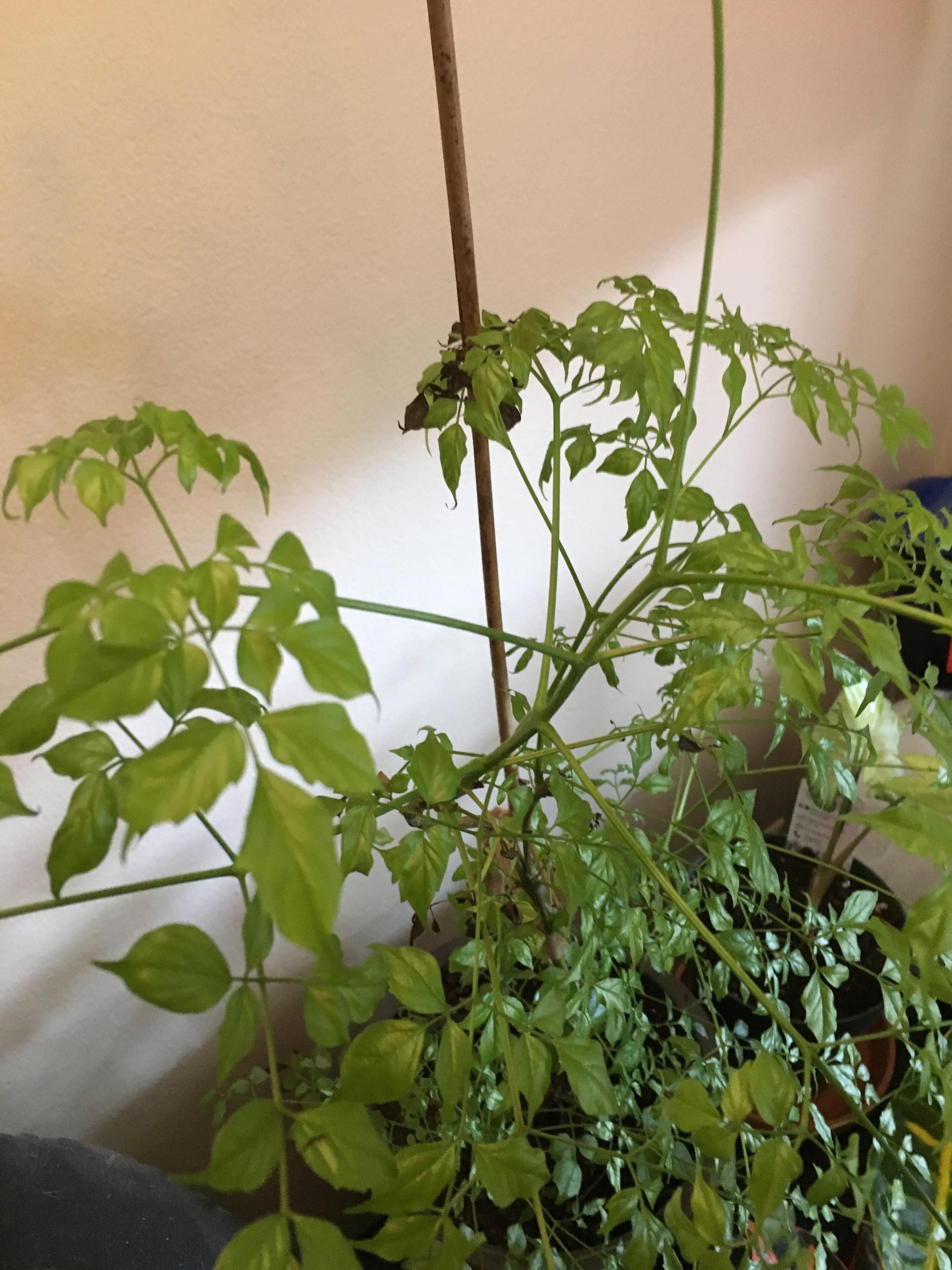 Am I under watering my china doll plant? r/plantclinic