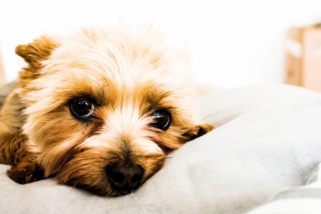 Definition of puppy eyes Cuties Overload